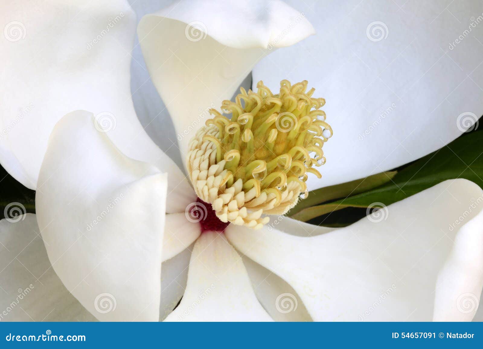 White Magnolia Flower with Nectar Drops, Macro Stock Image Image of