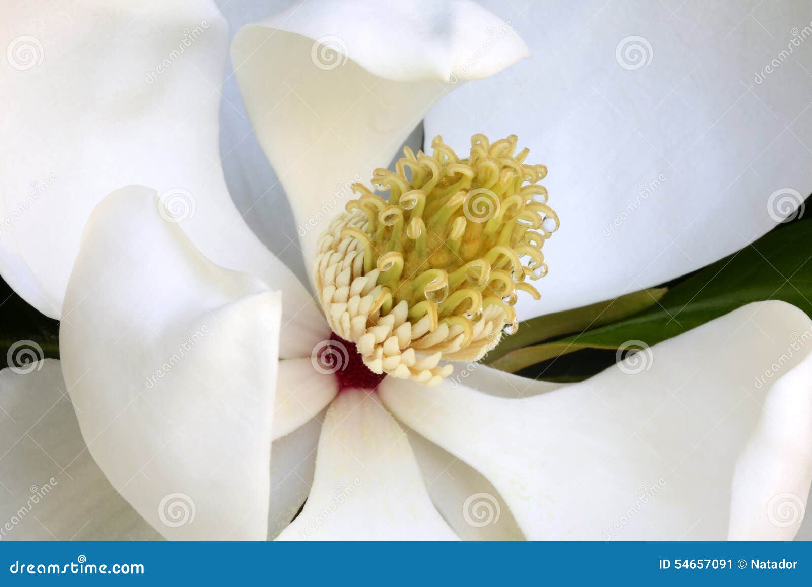 white magnolia flower with nectar drops, macro