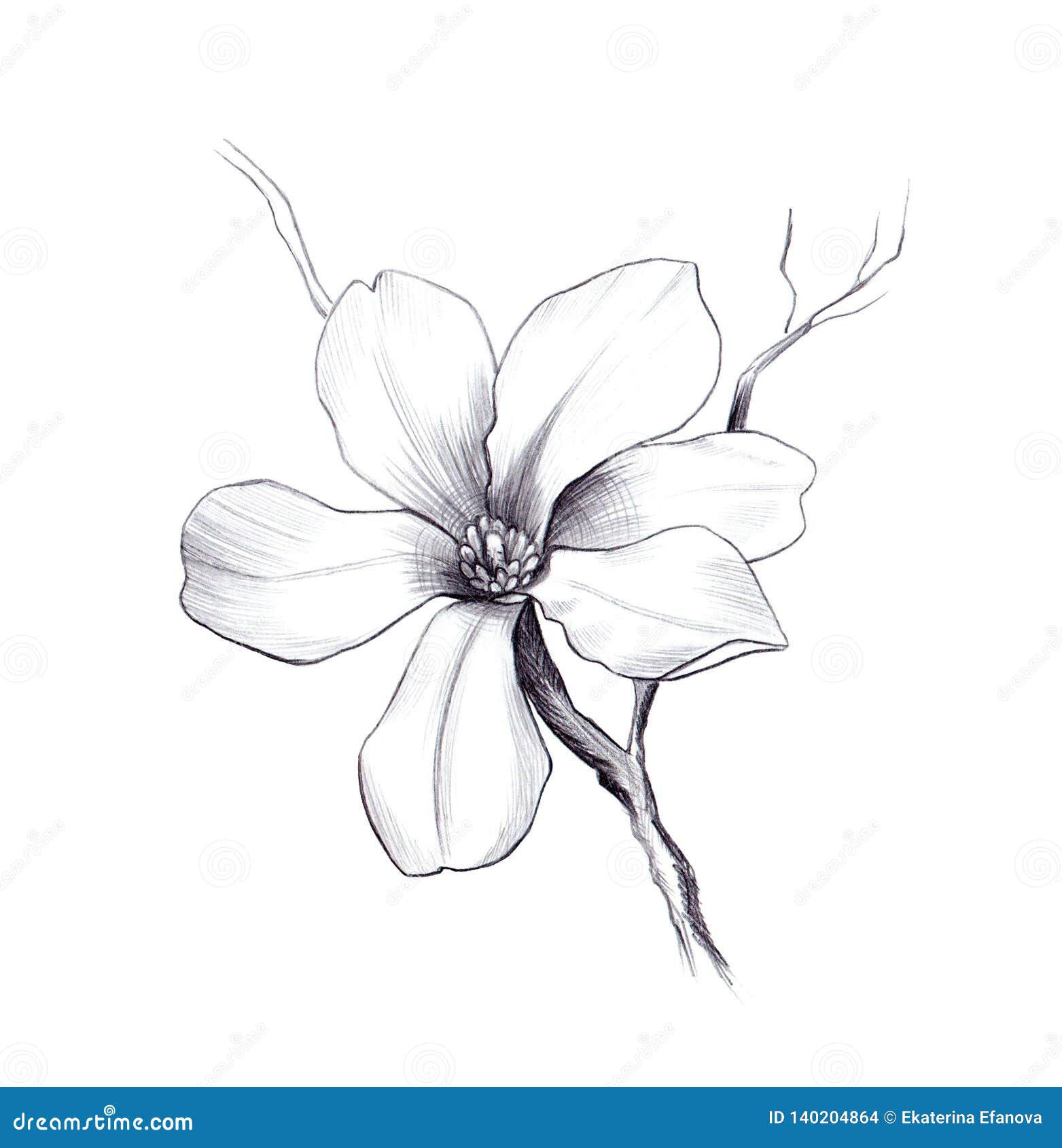 Blossom Of Magnolia. Hand Draw Sketch. Outline Flower And Leaves Isolated  On The White Background. Floral Element Design For Wedding, Greeting,  Inviting Cards, Monochrome. Black And White. Vector Royalty Free SVG,  Cliparts,