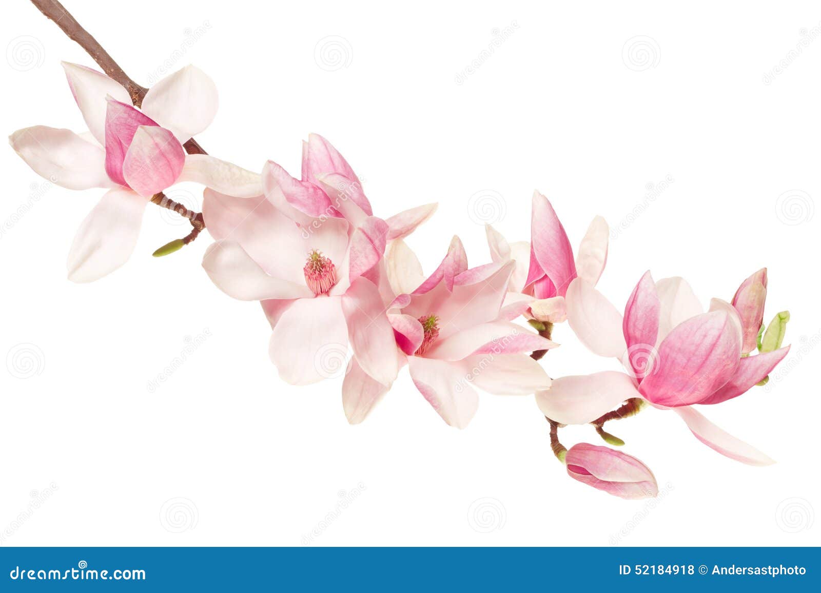 magnolia flower, spring branch on white