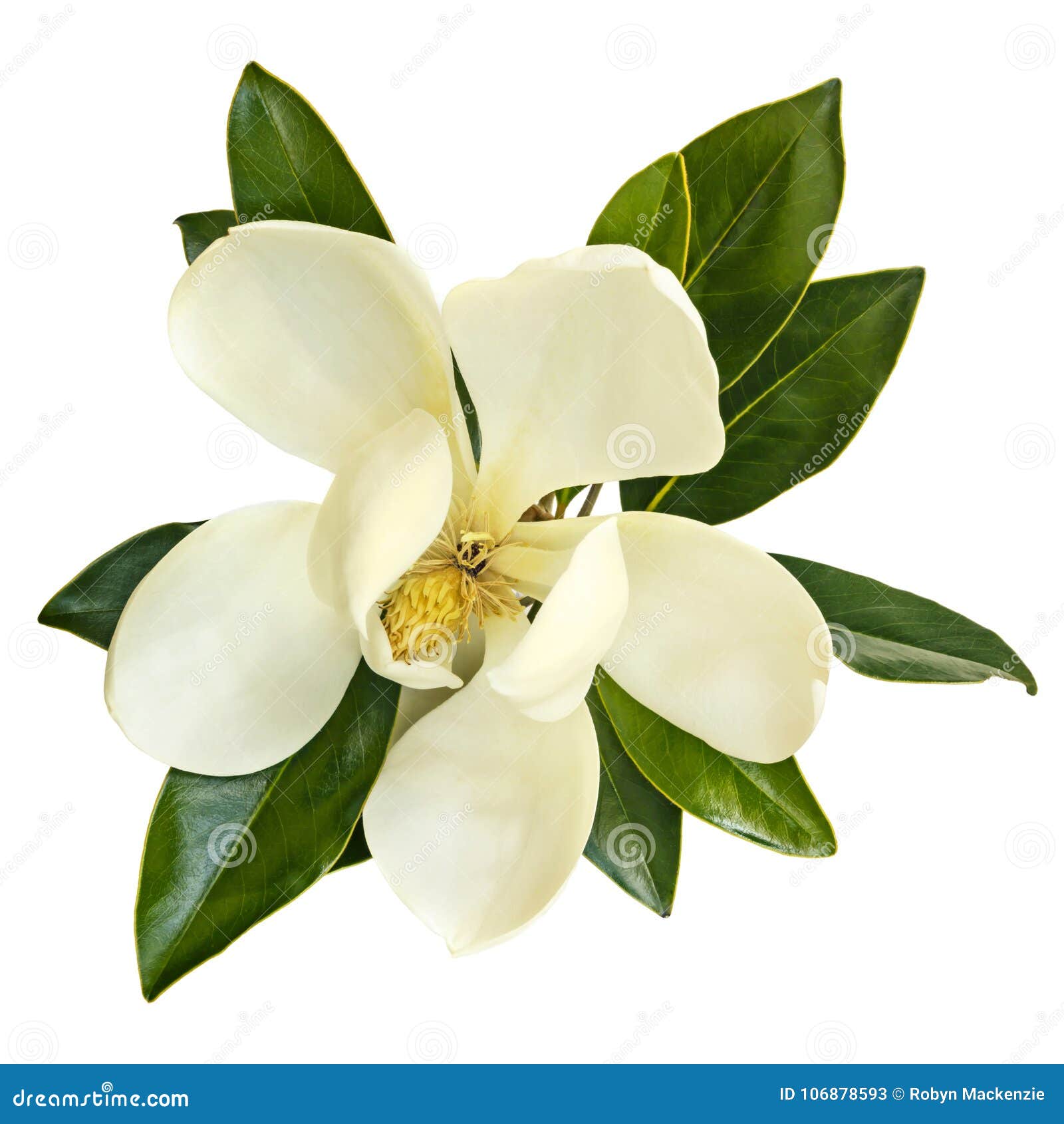 magnolia flower top view  on white