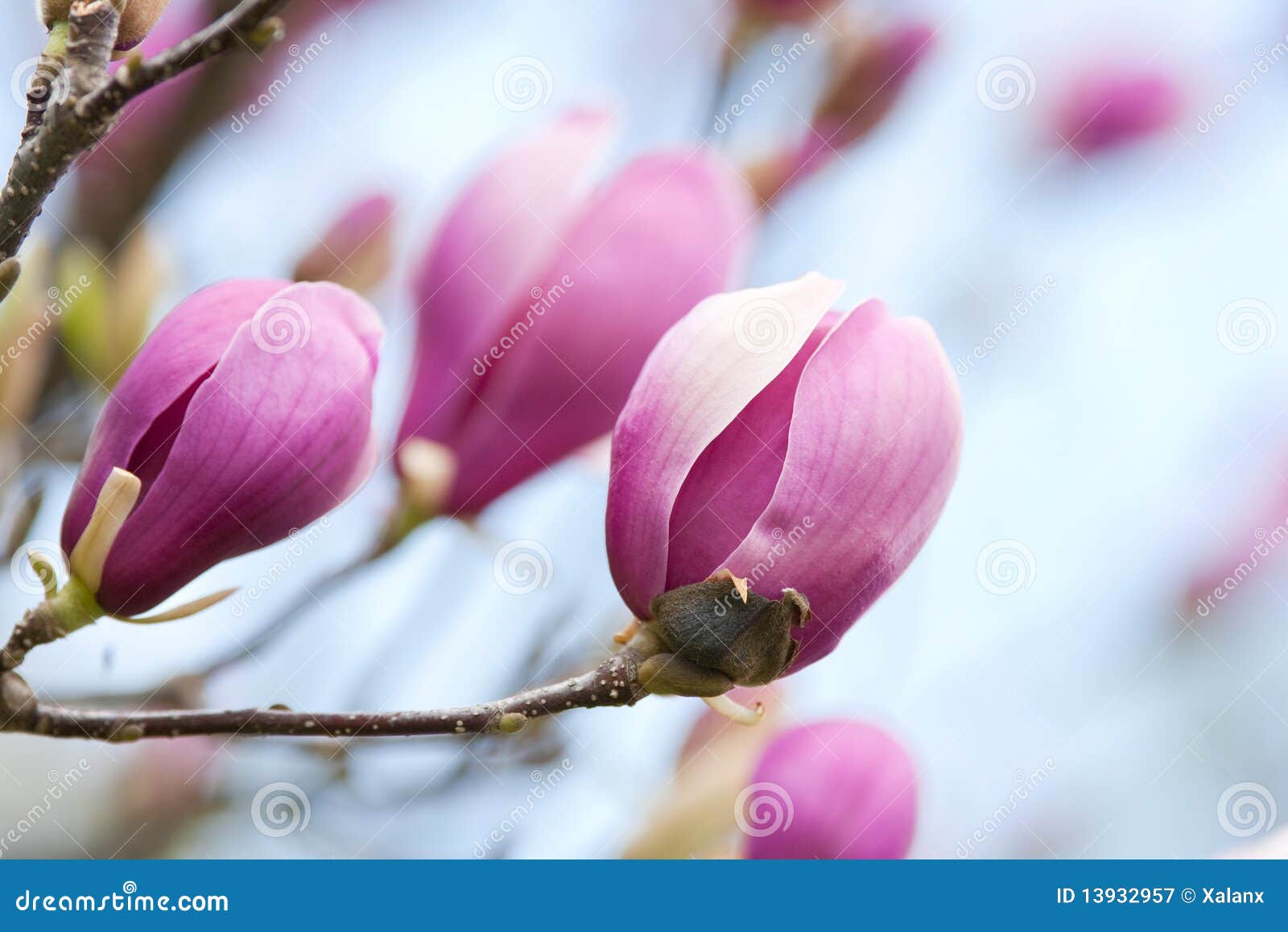 Magnolia flowers stock image. Image of magnolia, background - 13932957