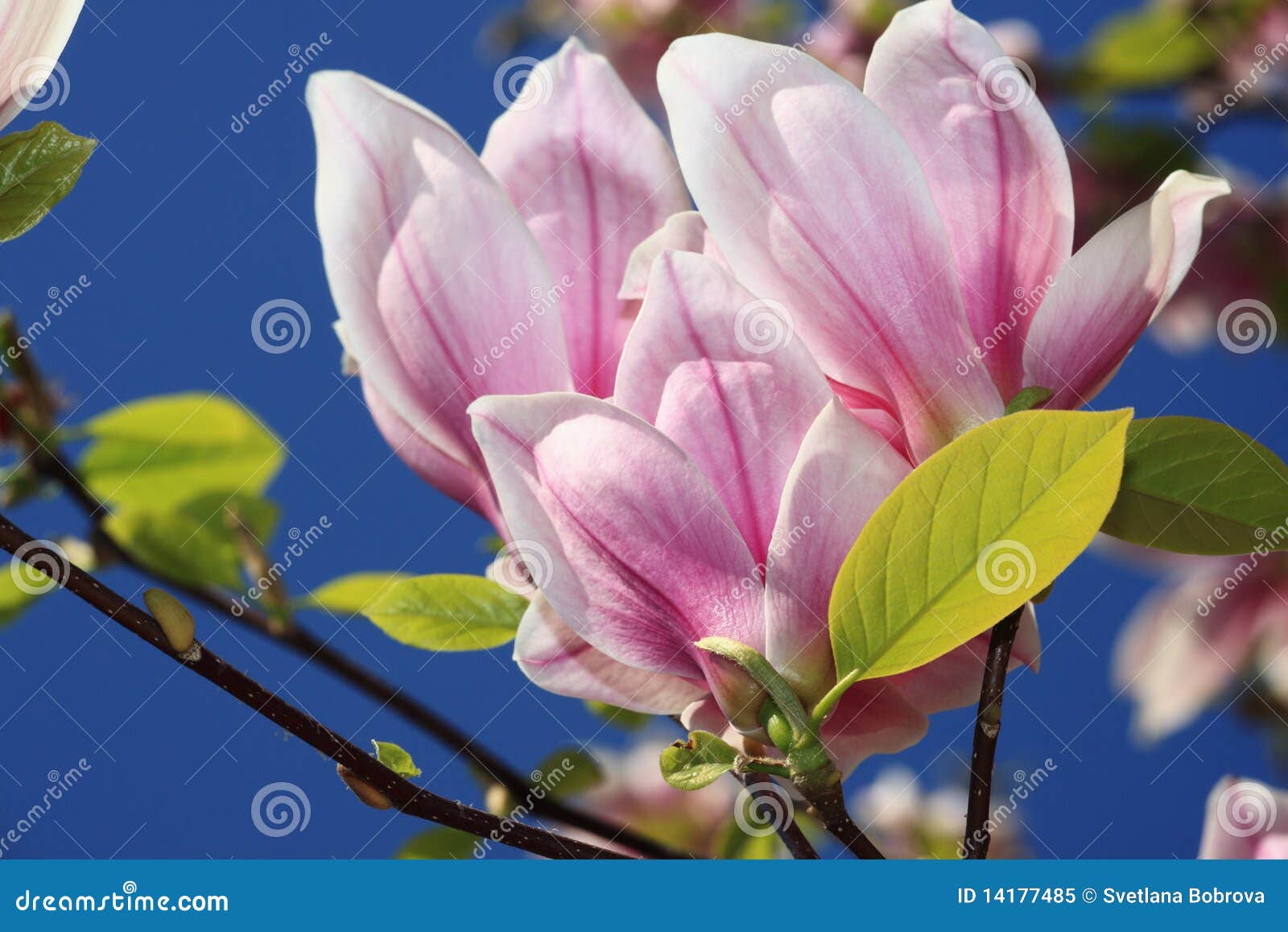 Magnolia Flowers Royalty Free Stock Photo - Image: 14177485