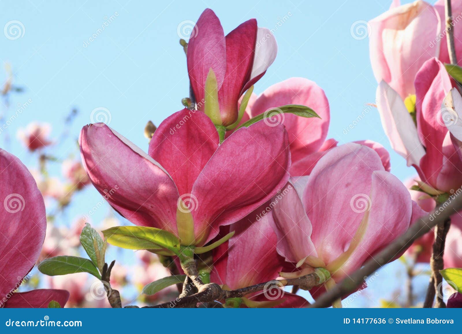 Magnolia flowers stock photo. Image of head, garden, details - 14177636