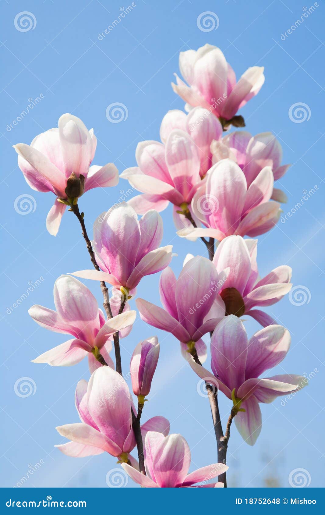 Magnolia flowers stock photo. Image of sunlit, sunny 18752648
