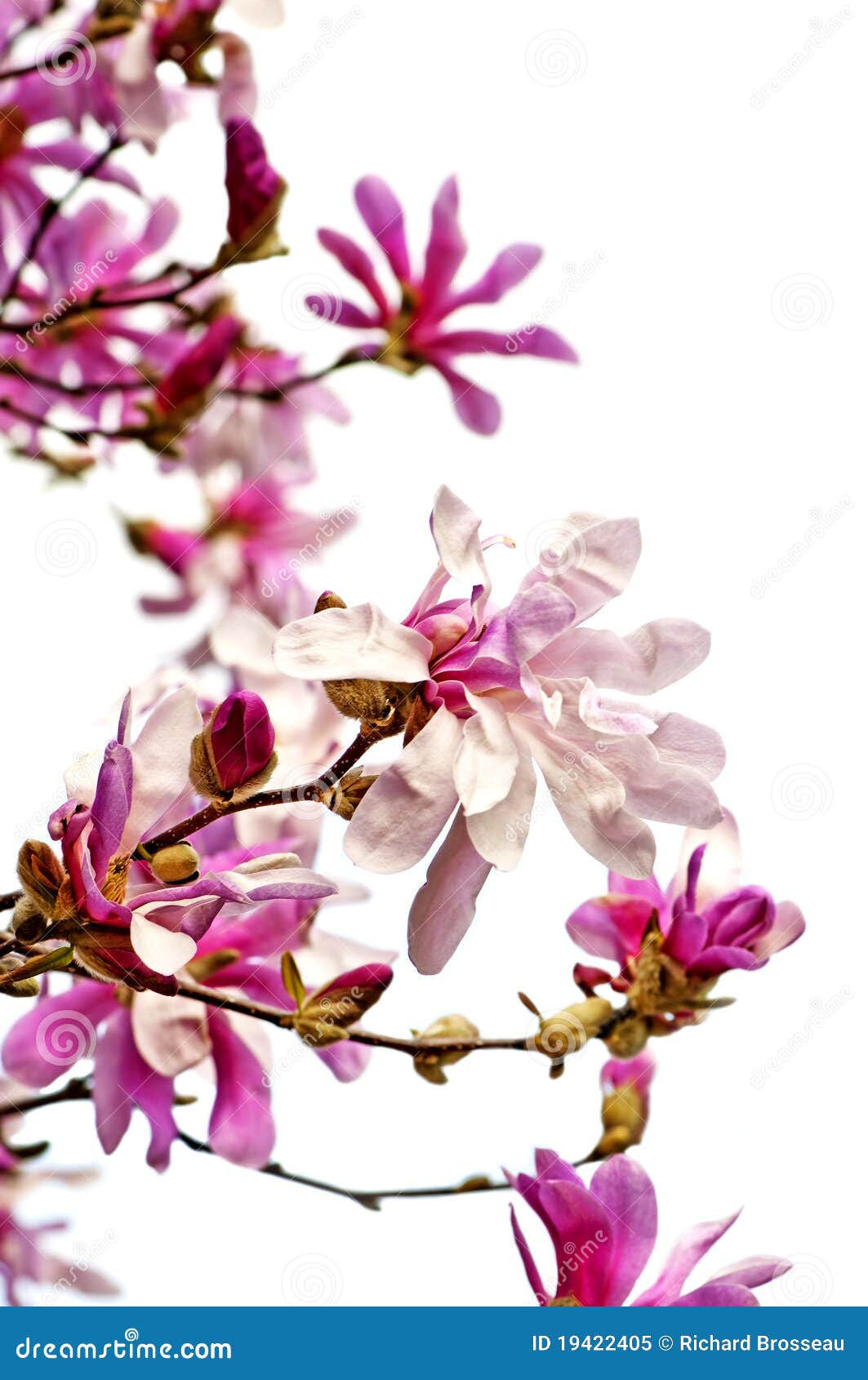 Magnolia Flowers stock image. Image of fresh, delicate 19422405