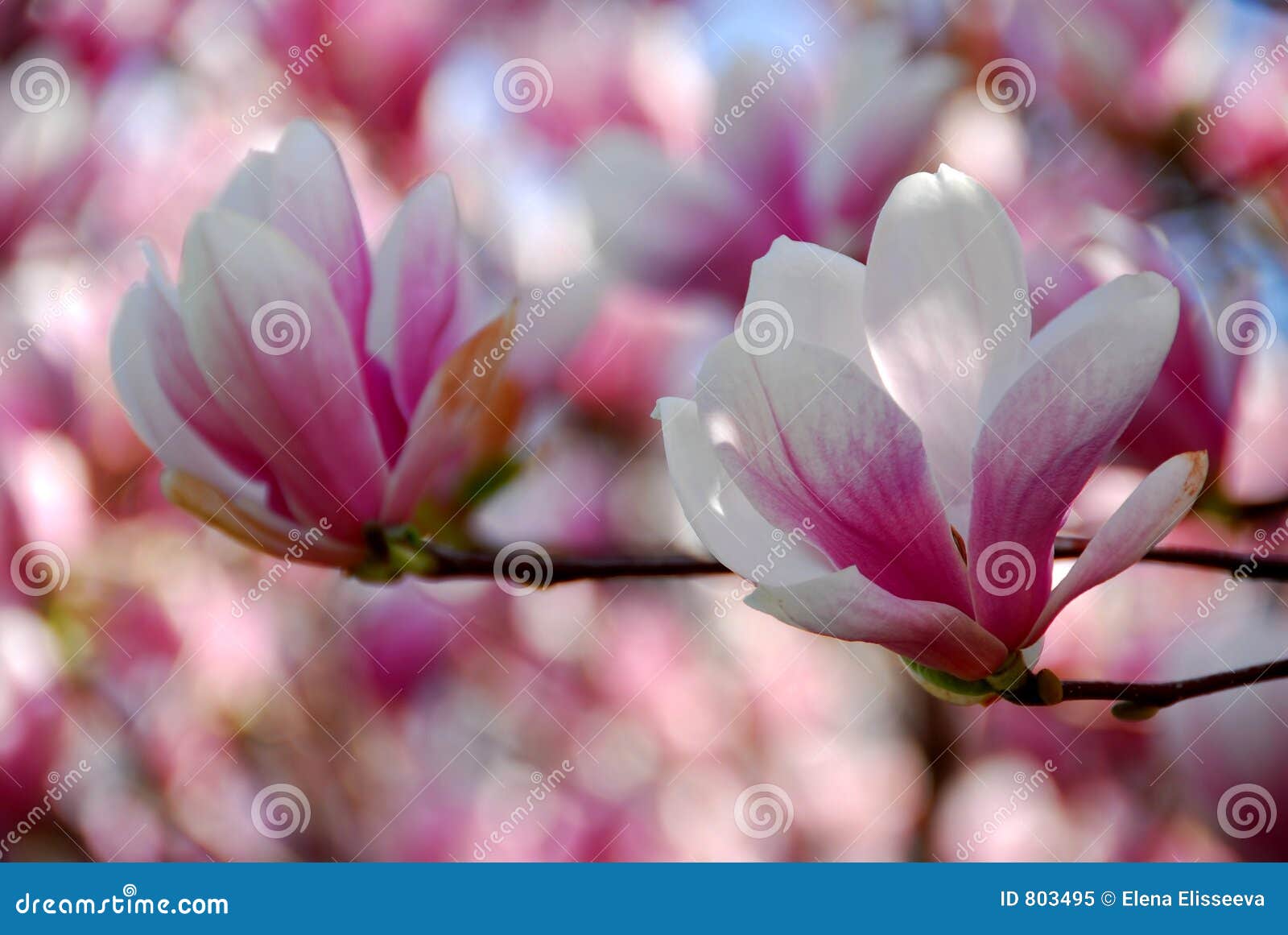 Magnolia flowers stock image. Image of nature, branch, detail - 803495