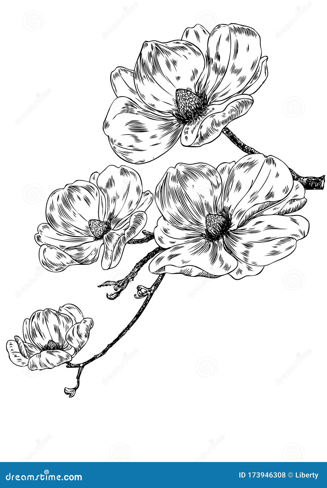 Magnolia Flowers On A Branch Stock Vector Illustration Of Engraving Drawn 173946308