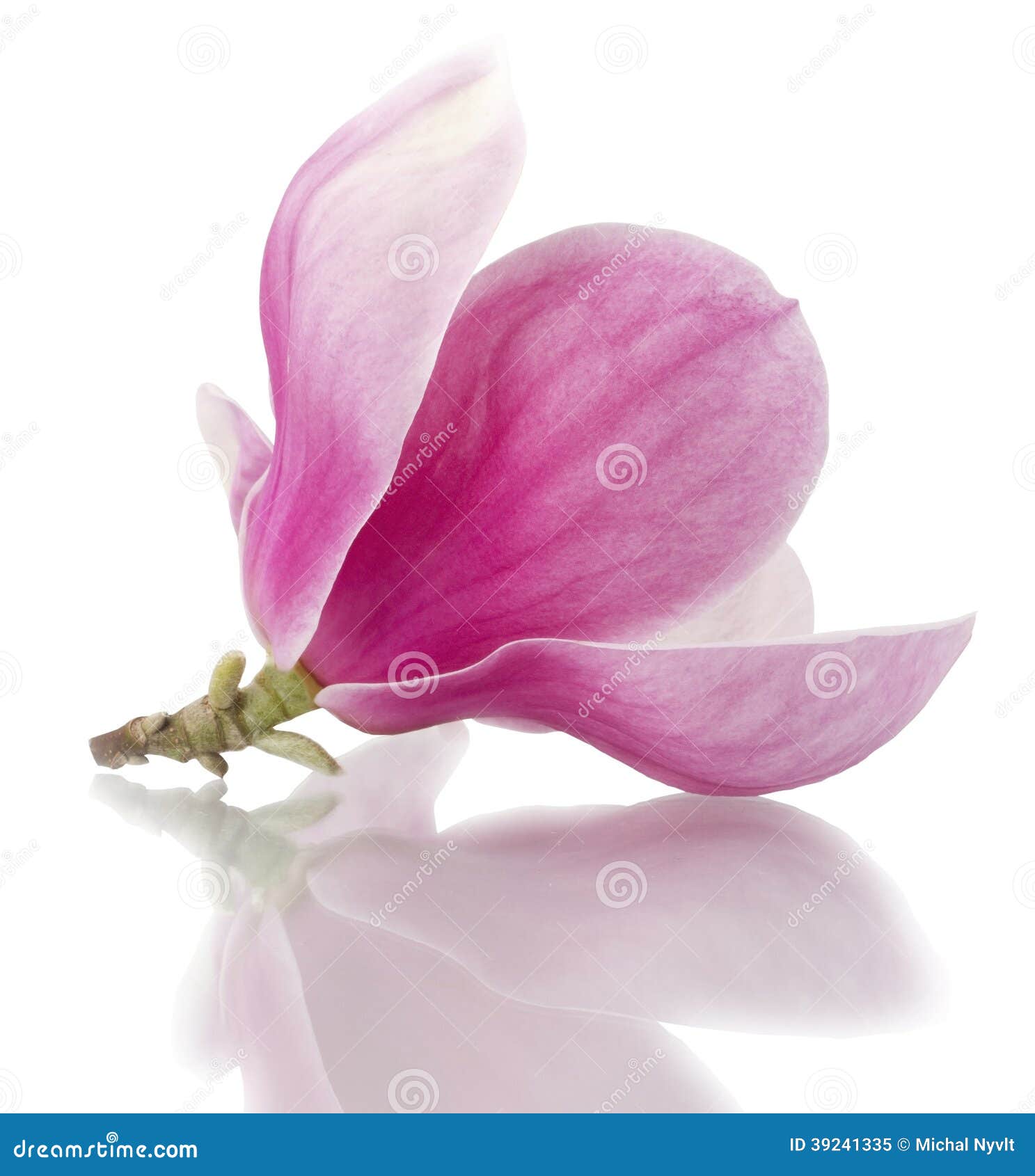 Magnolia flowers stock image. Image of beautiful, fragility 39241335