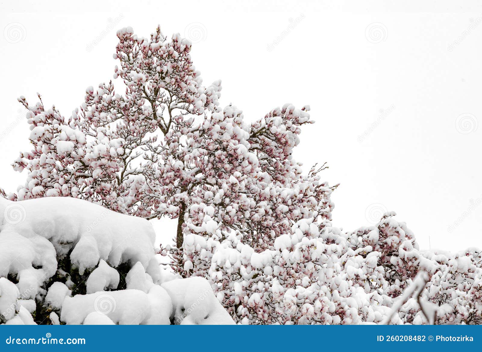 Magnolia Flowers on Tree Wrapped in Snow after Snowfall Stock Photo