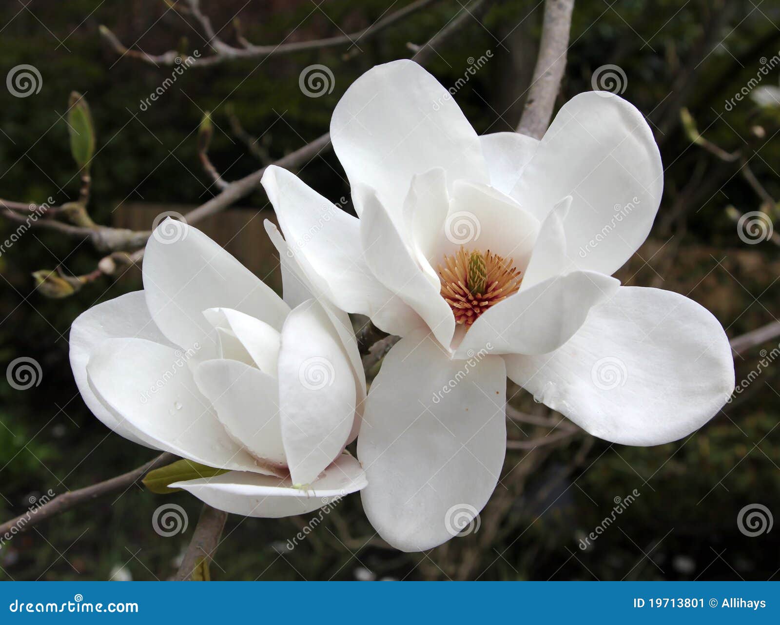 magnolia grandiflora blossom