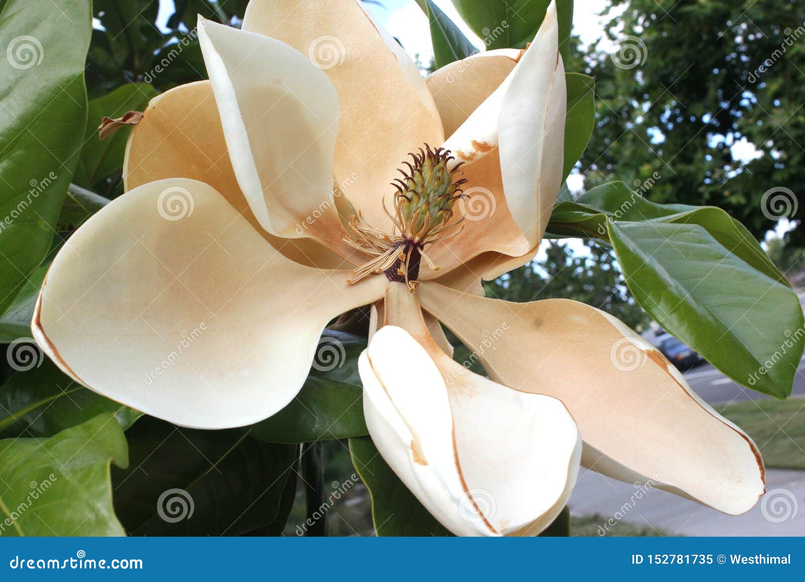 Magnolia Grandiflora Flower Just before Withering, Southern