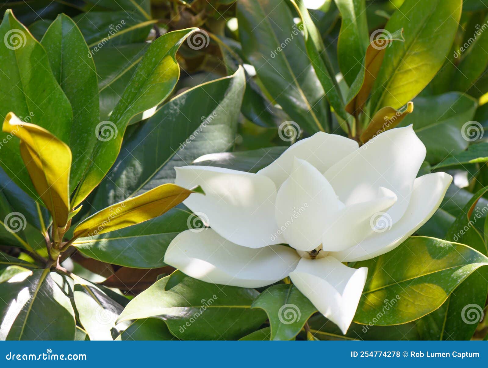 Magnolia Magnolia Grandiflora Gran Flor Blanca Foto de archivo - Imagen de  grande, magnolia: 254774278