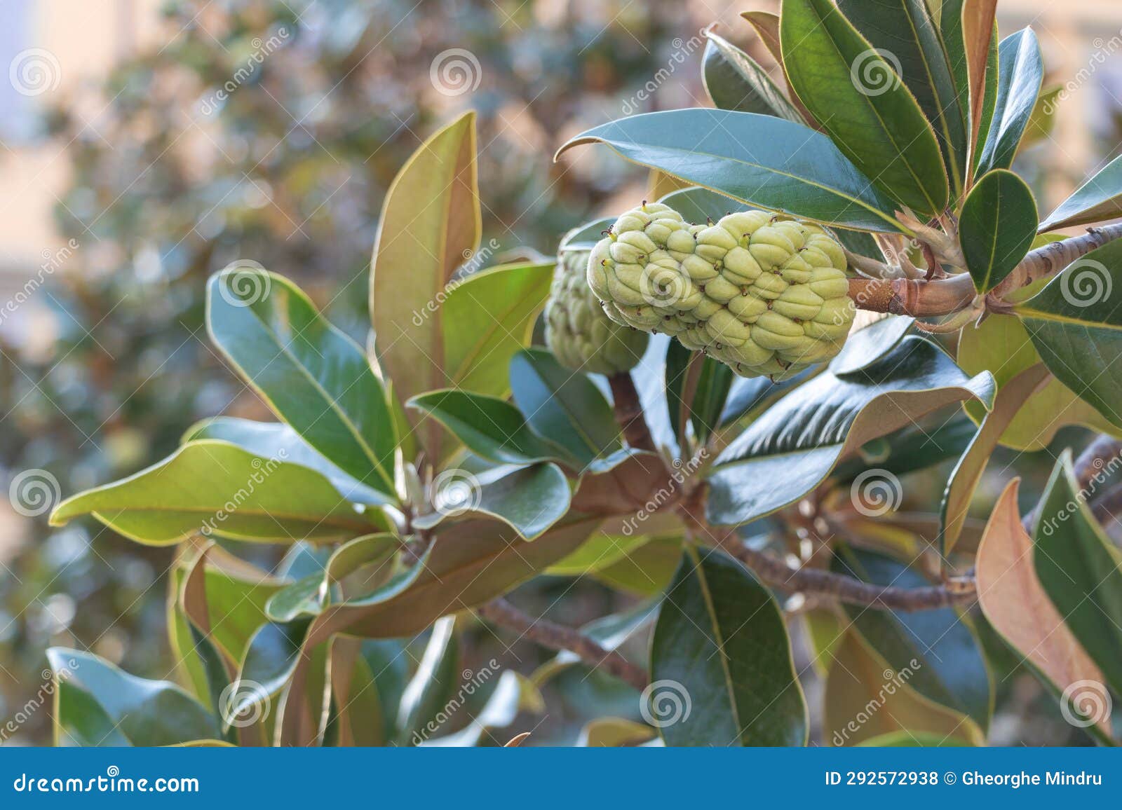 Magnolia Grandiflora with a Seed Pod Close Up Concept for Growing
