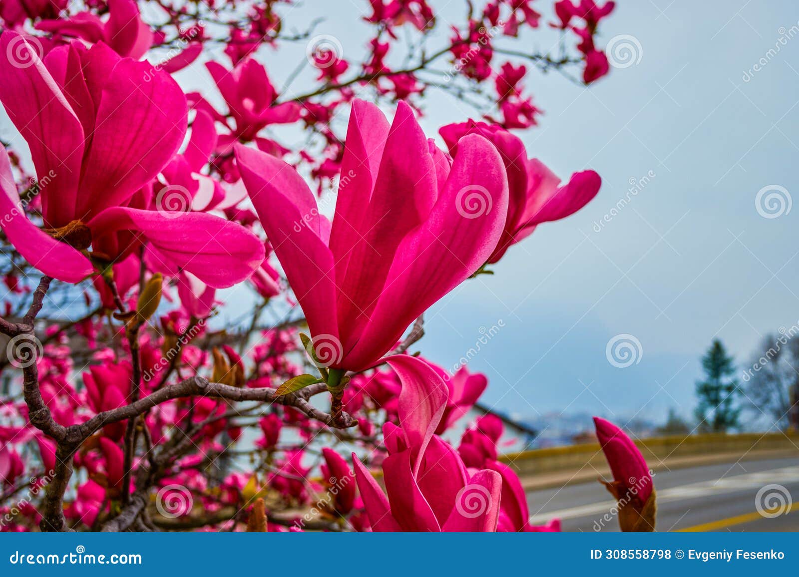 magnolia liliiflora in early spring, lugano, switzerland