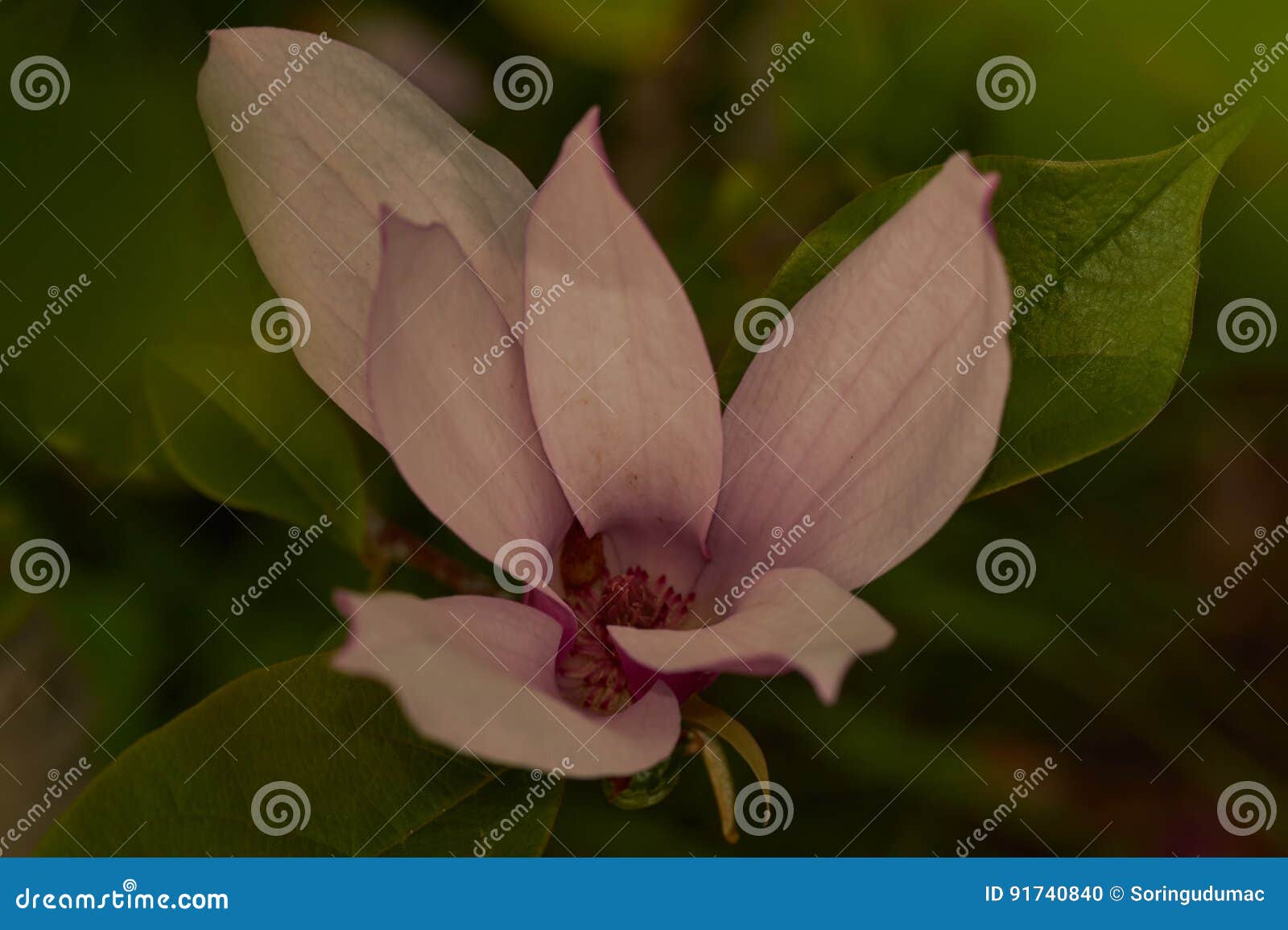 magnolia liliiflora