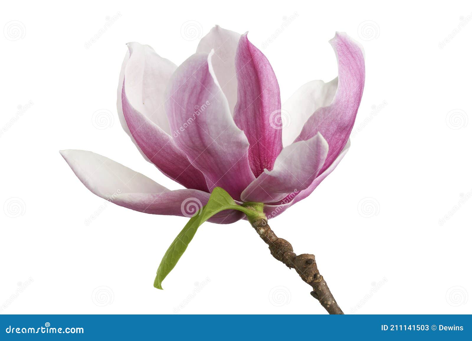 magnolia liliiflora flower on branch with leaves, lily magnolia flower  on white background with clipping path