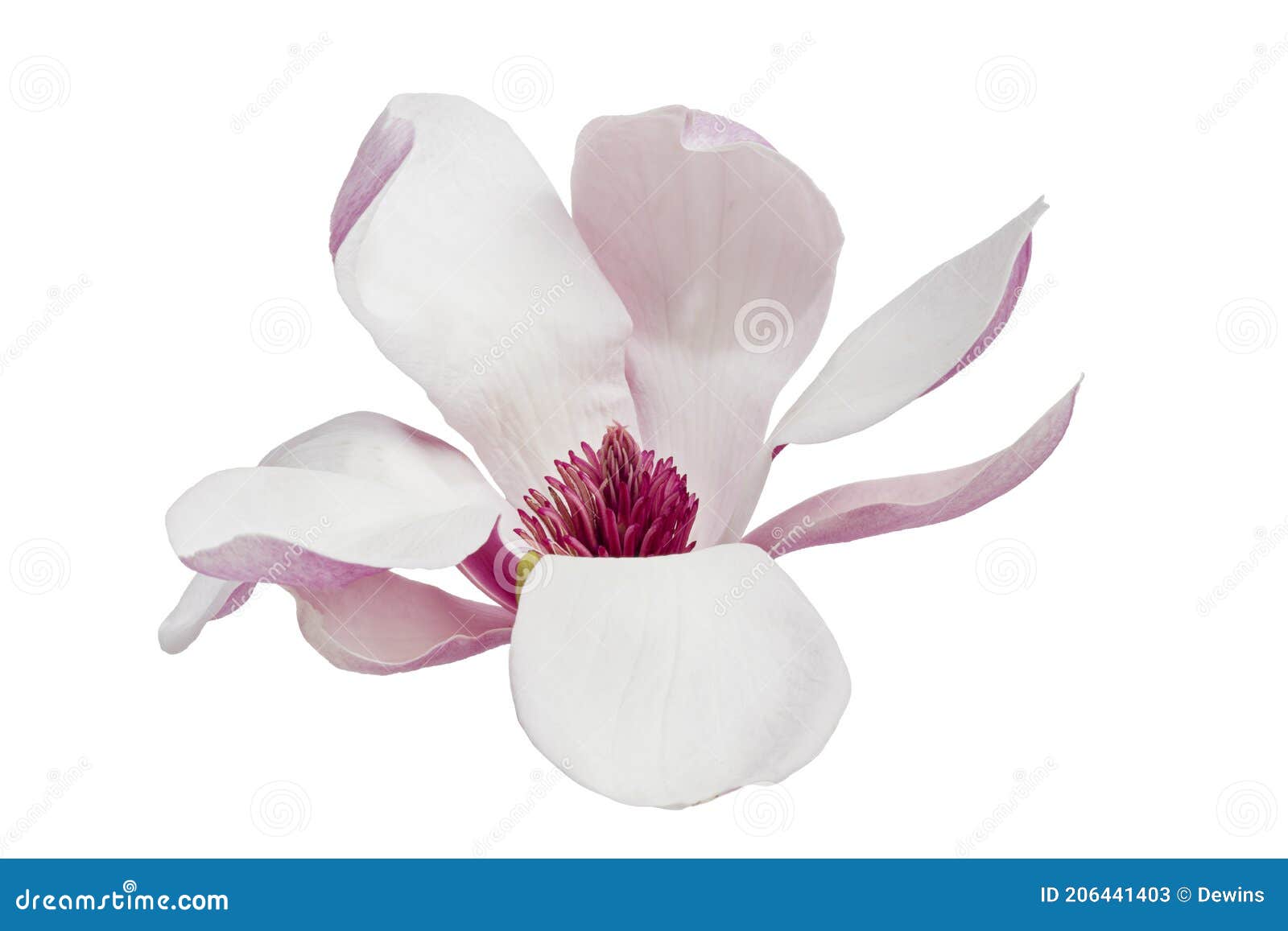 magnolia liliiflora flower on branch with leaves, lily magnolia flower  on white background with clipping path