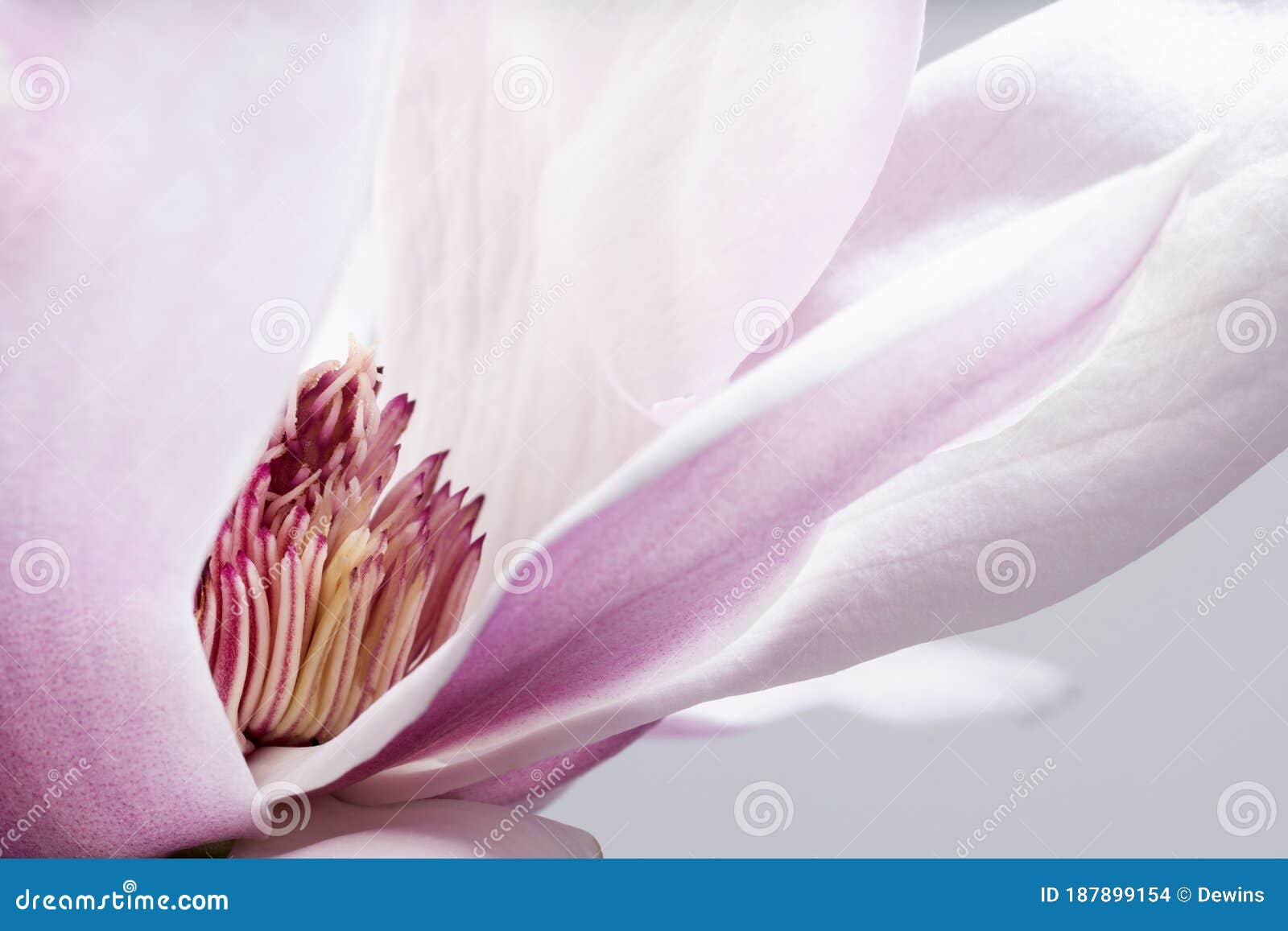 magnolia liliiflora flower, lily magnolia flower on gray background, purple magnolia flower