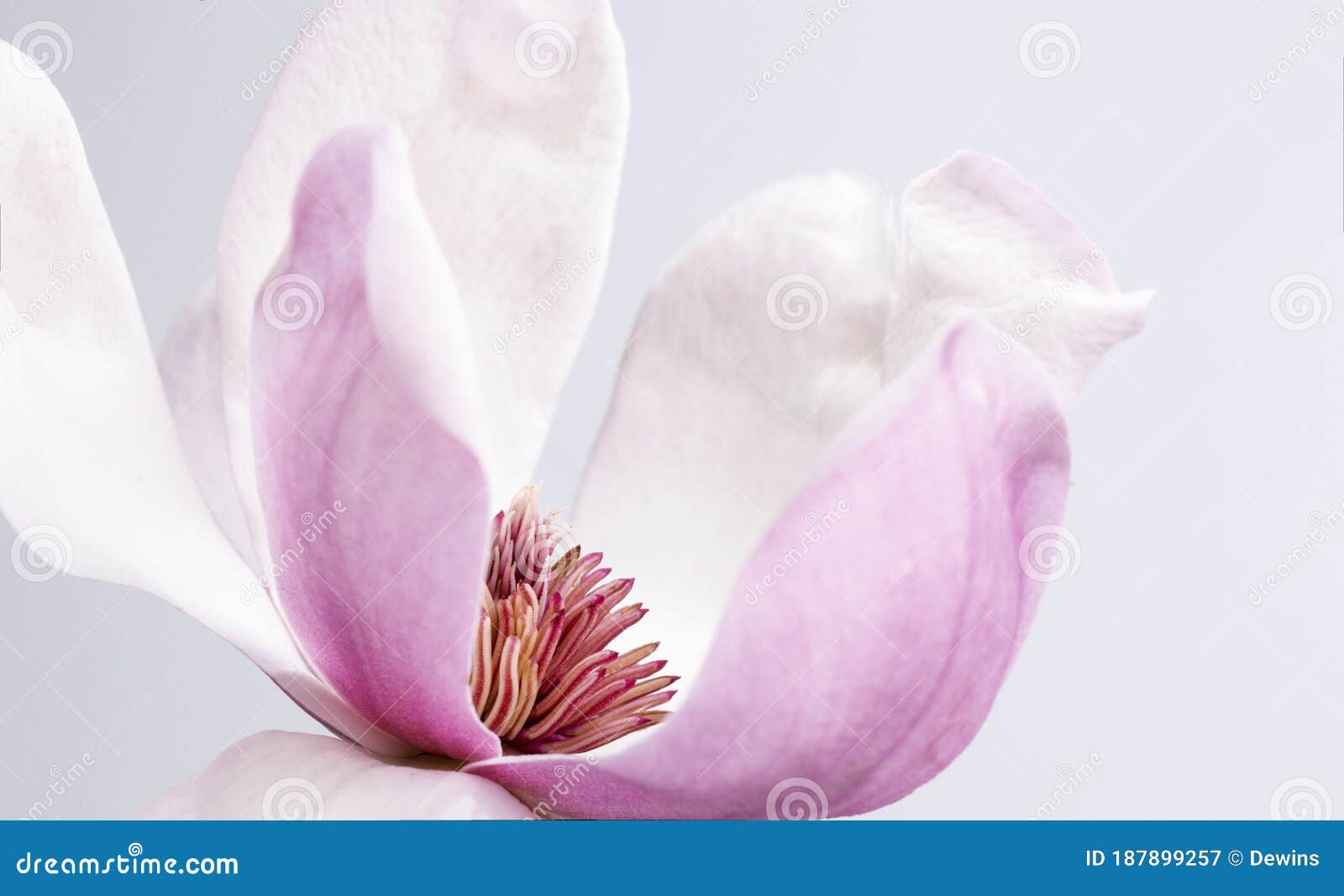 magnolia liliiflora flower, lily magnolia flower on gray background, purple magnolia flower