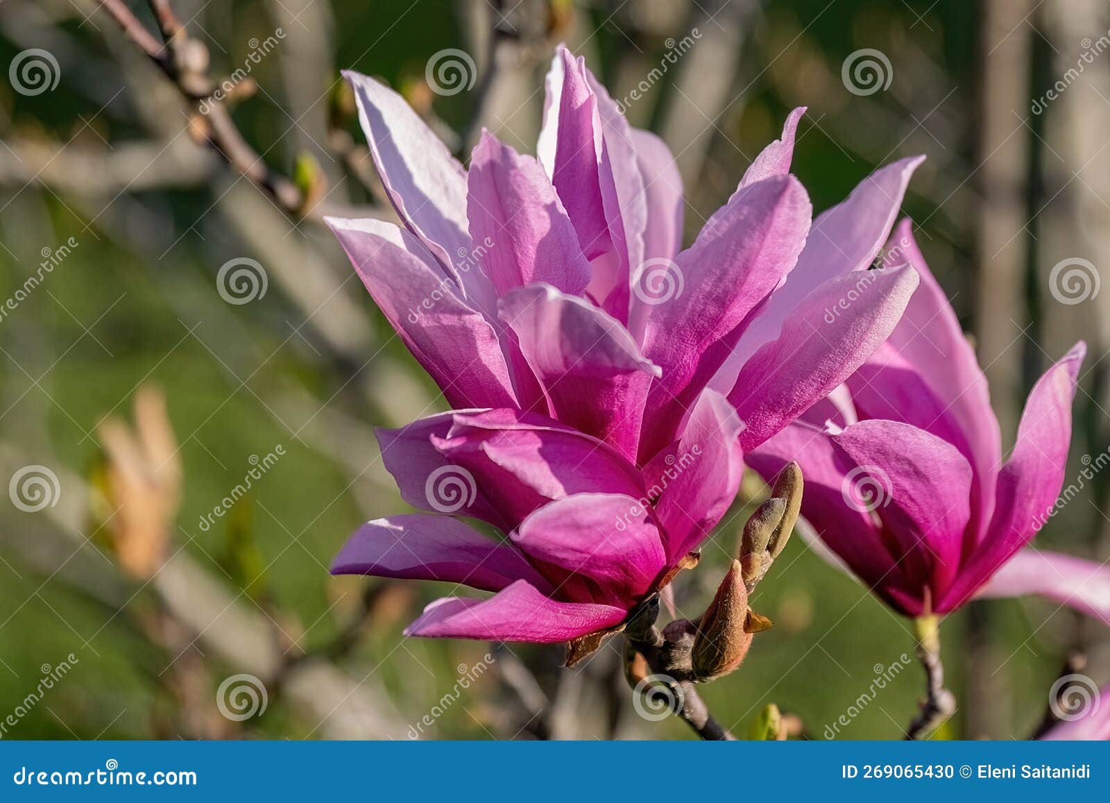 magnolia liliiflora nigra pink flower in the garden 