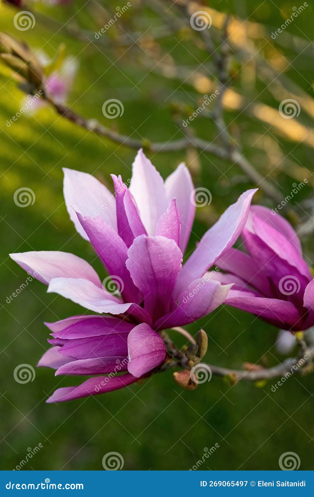 Magnolia Liliiflora Nigra Pink Flower in the Garden Design Stock Image ...