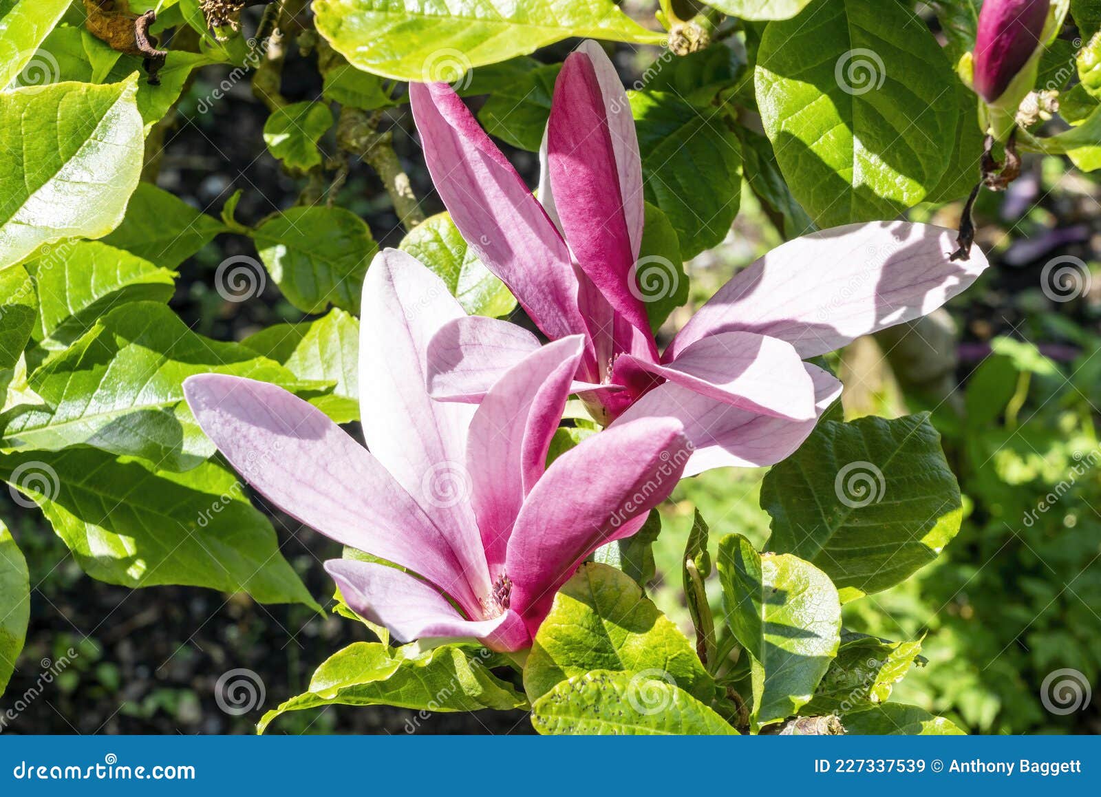 magnolia liliiflora `nigra`