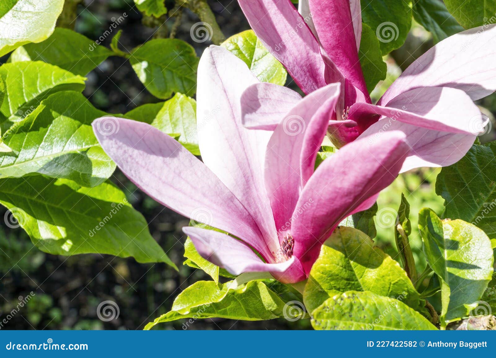 magnolia liliiflora `nigra`