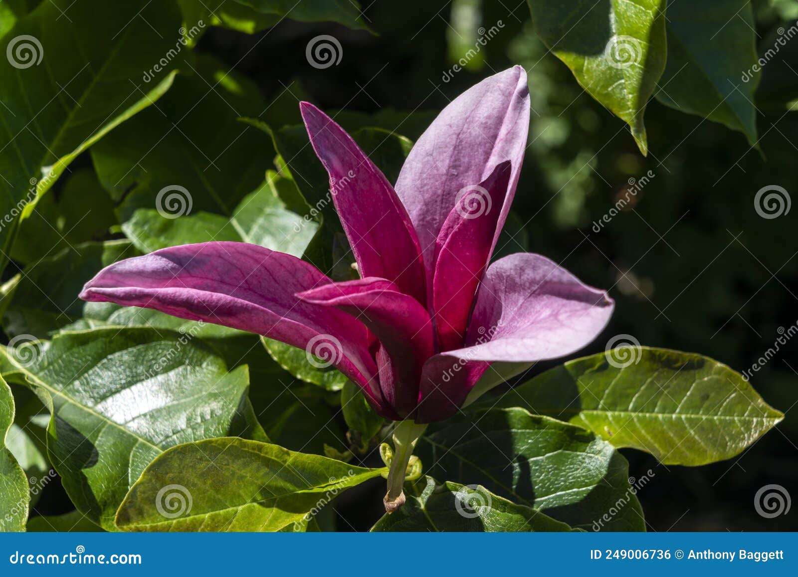 magnolia liliiflora `nigra