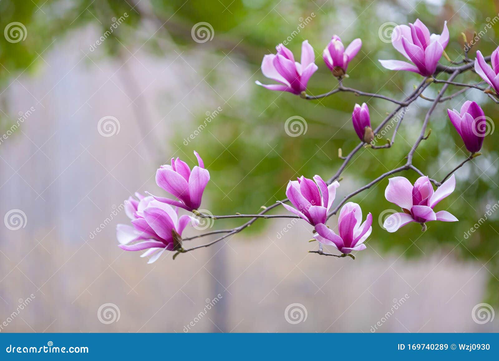 Details 196 imagen magnolia flor morada