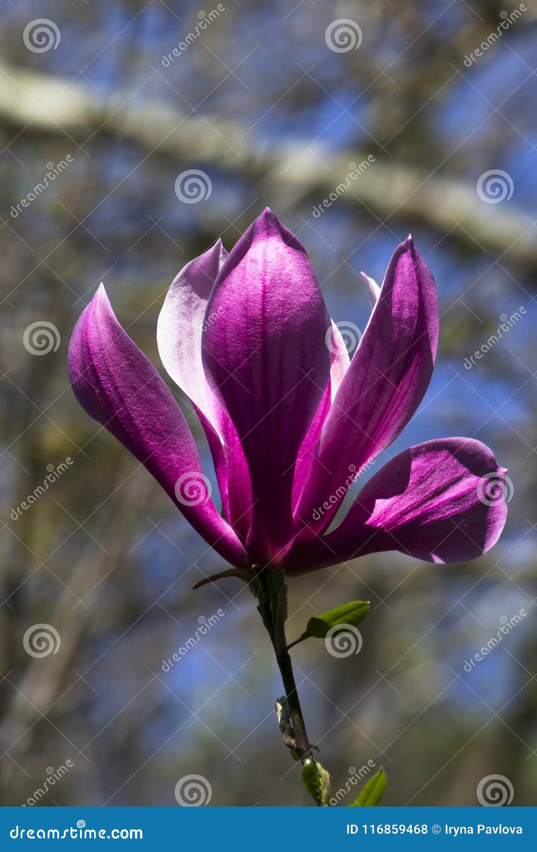 Magnolia Púrpura De Japón En El Festival De La Flor Foto de archivo -  Imagen de planta, nuevo: 116859468