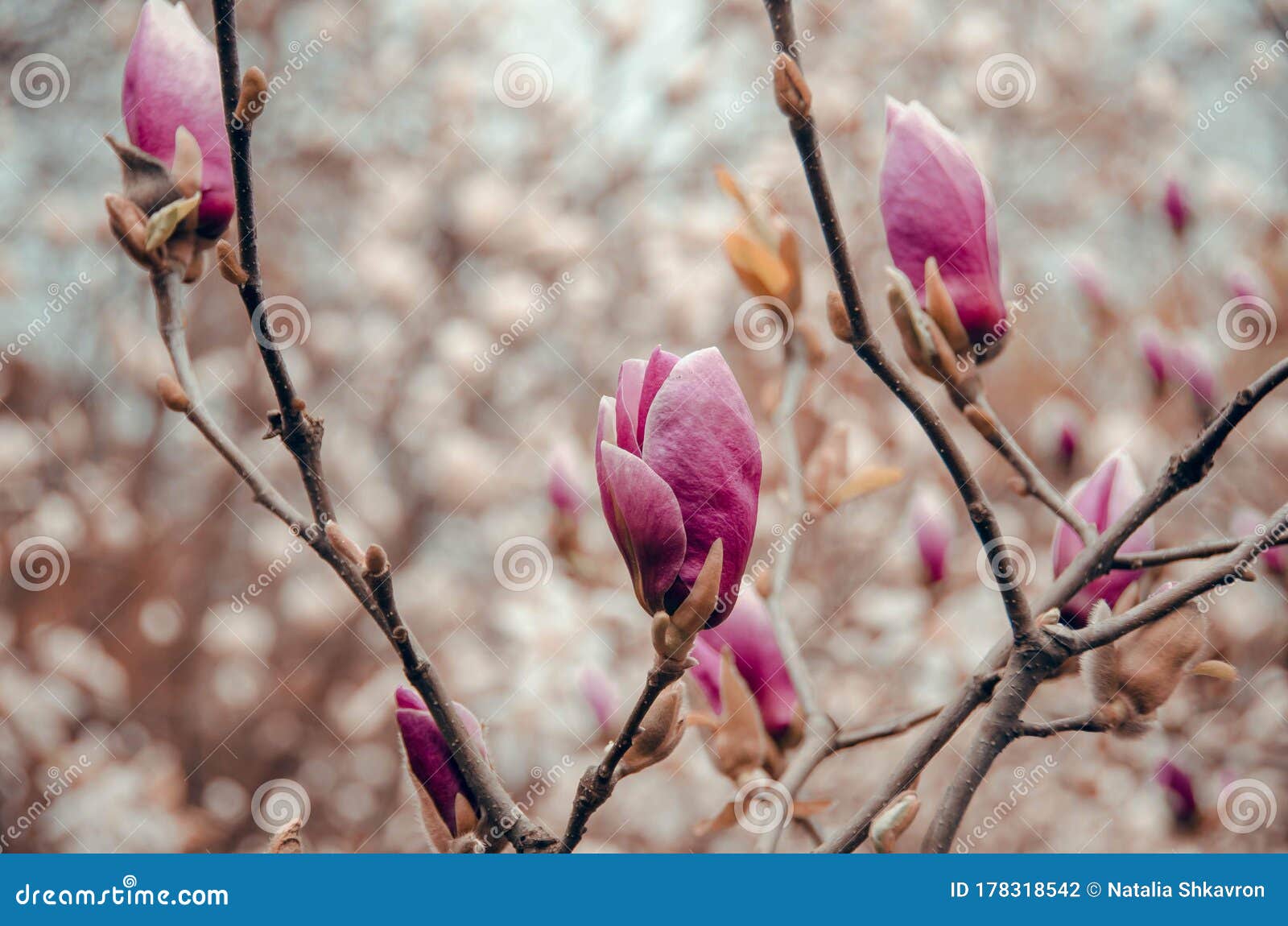 14,236 Magnolia Púrpura Fotos de stock - Fotos libres de regalías de  Dreamstime