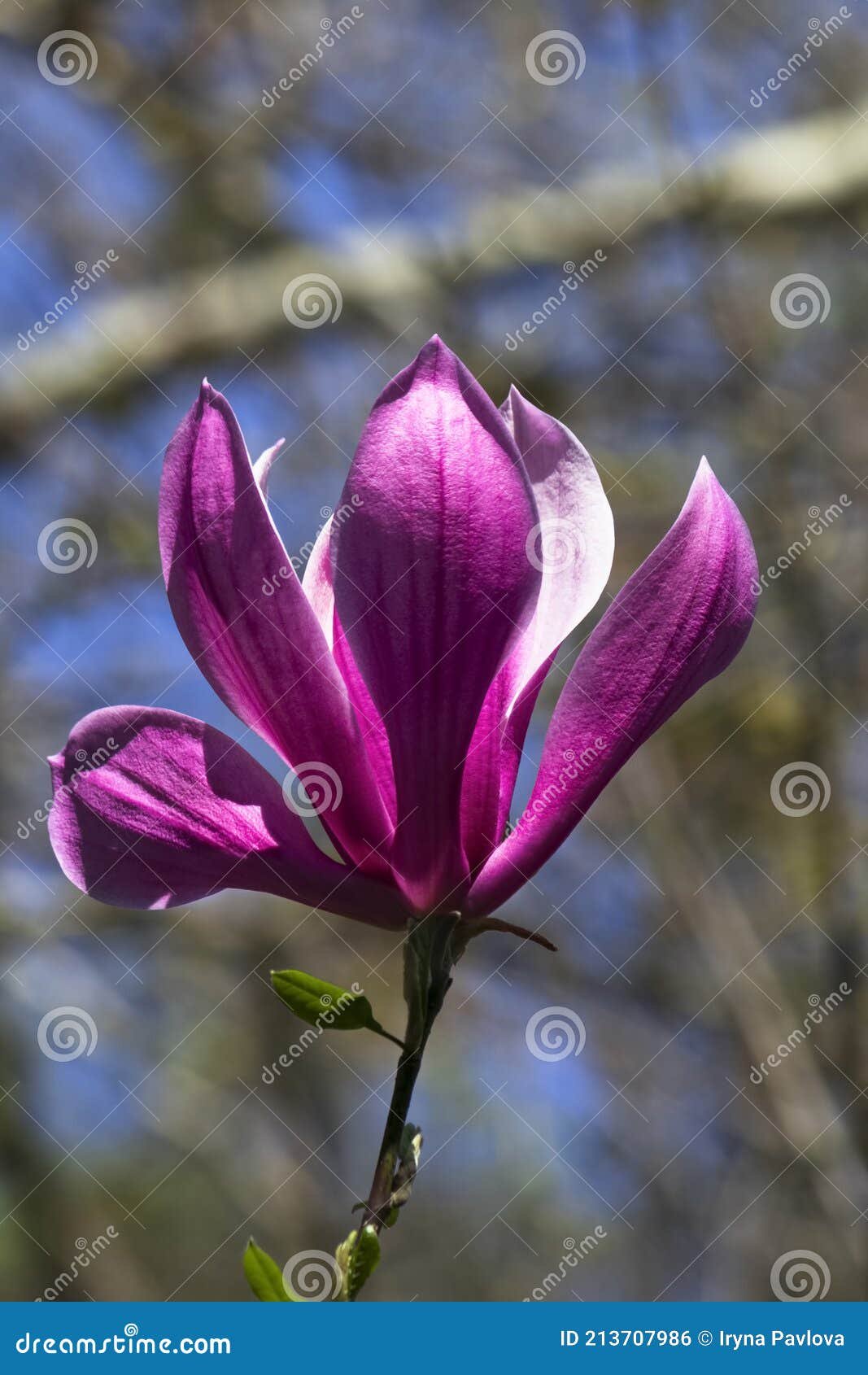 Magnolia Púrpura Japonesa Grande Foto de archivo - Imagen de frescura,  macro: 213707986