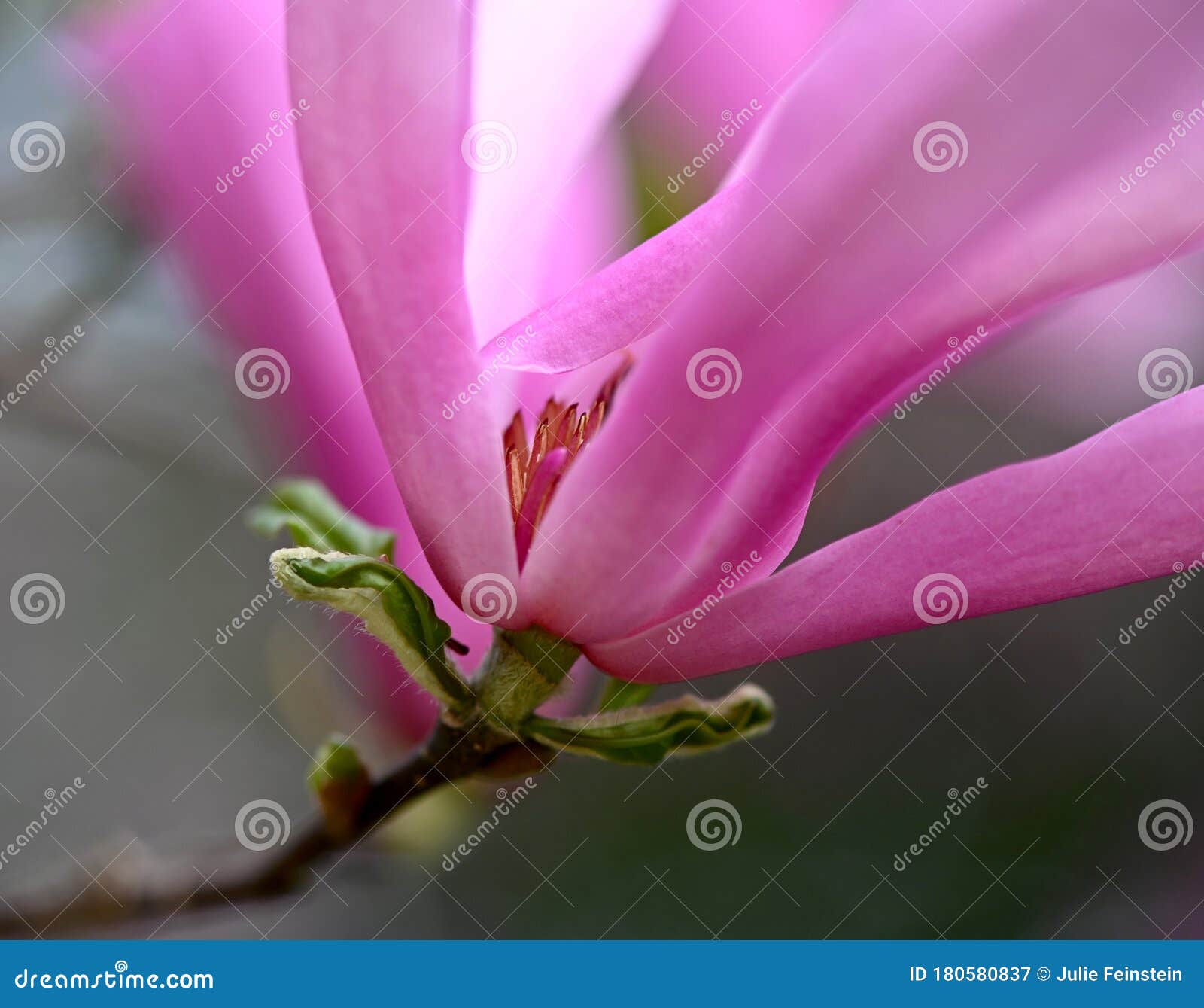 Magnolia Pink Tepals stock image. Image of magnolia - 180580837