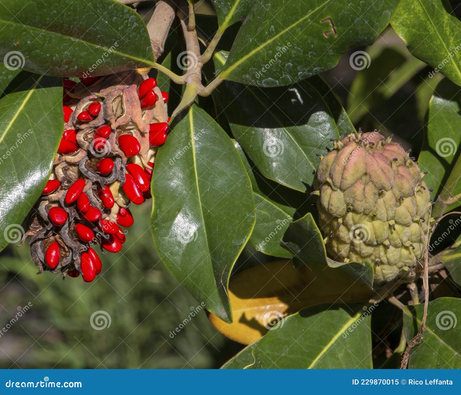 Magnolia Seed Pod stock image. Image of southern, tree 229870015