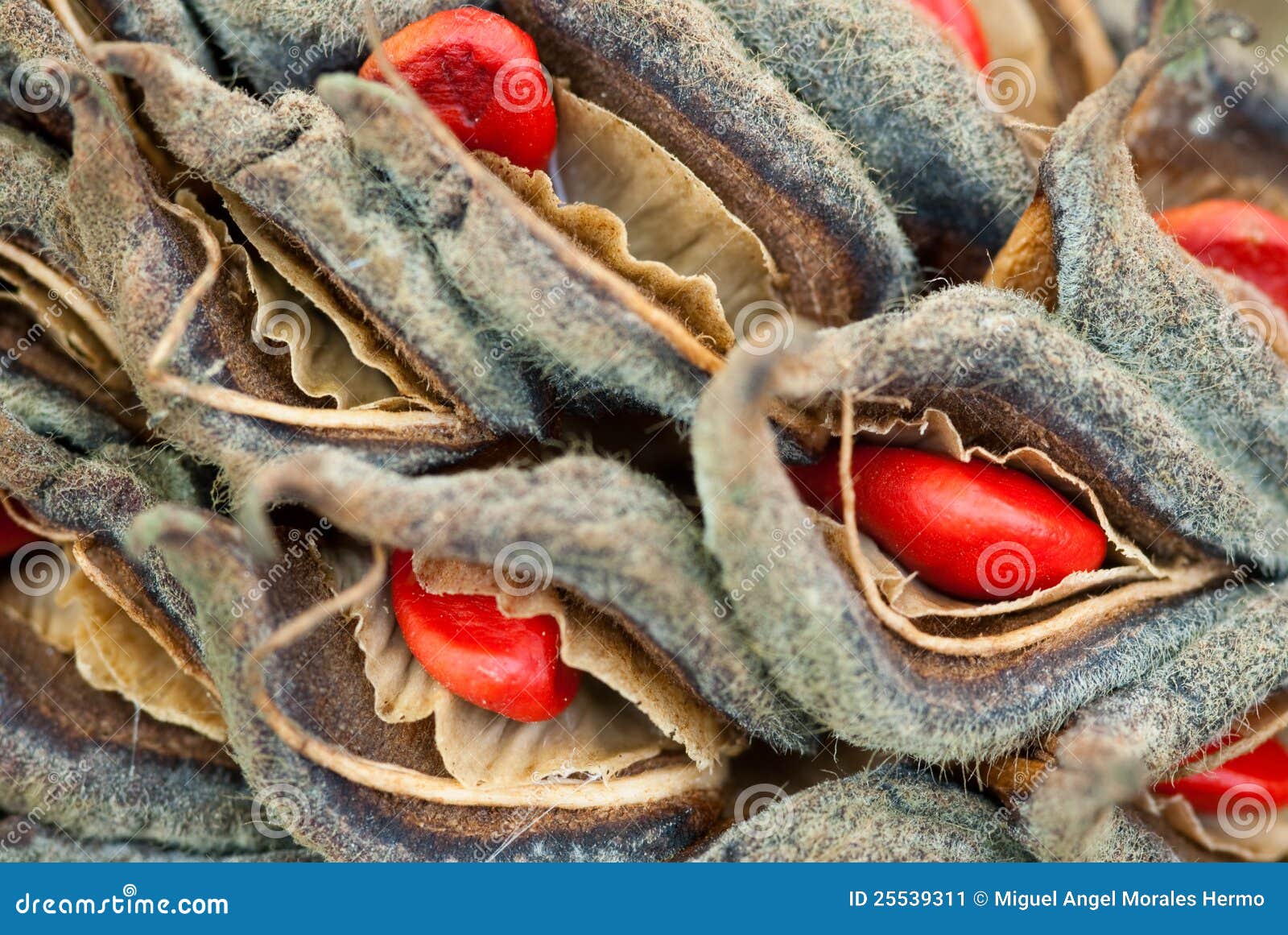 Magnolia seeds stock image. Image of seeds, botanical 25539311