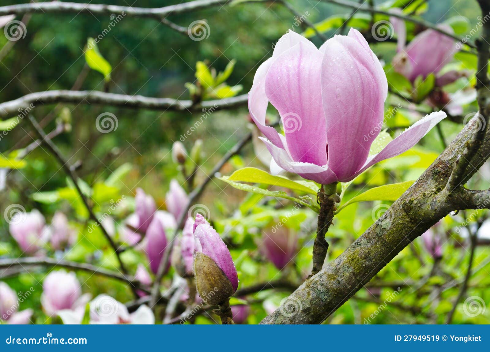 Magnolia Soulangeana in Winter Stock Image - Image of leaf, blooming ...
