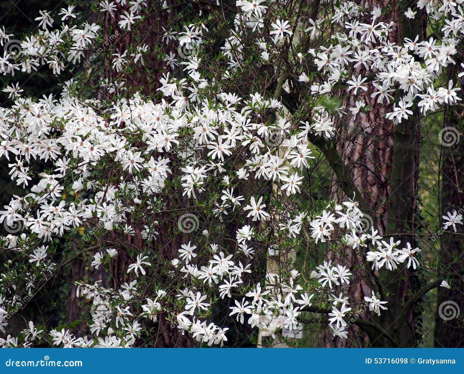 magnolia stellata - star magnolia