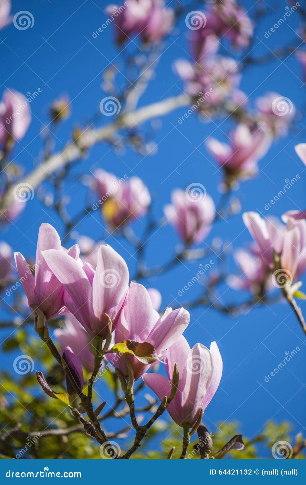 Magnolia stock photo. Image of floral, blooming, decorative 64421132