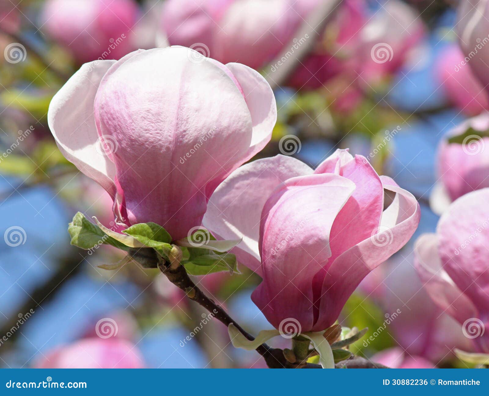 Magnolia tree stock photo. Image of macro, bloom, garden - 30882236