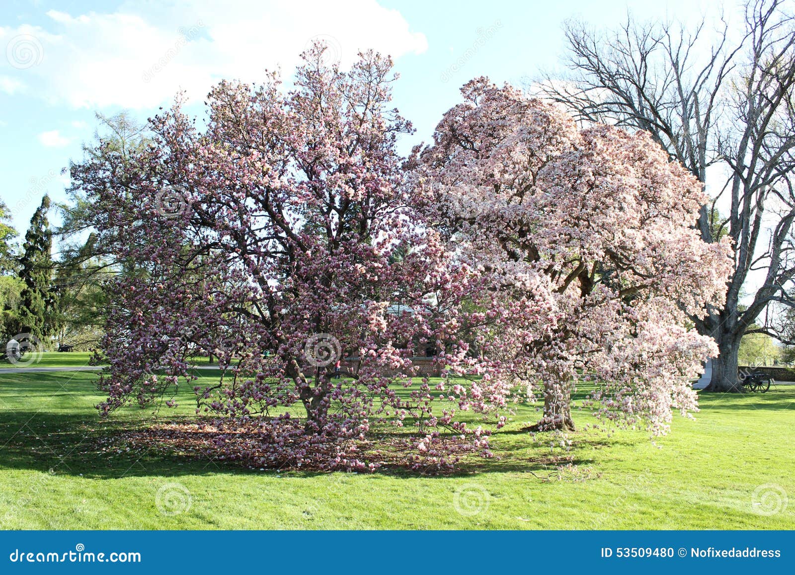 Magnolia Tree Pennsylvania stock photo. Image of magnolia 53509480
