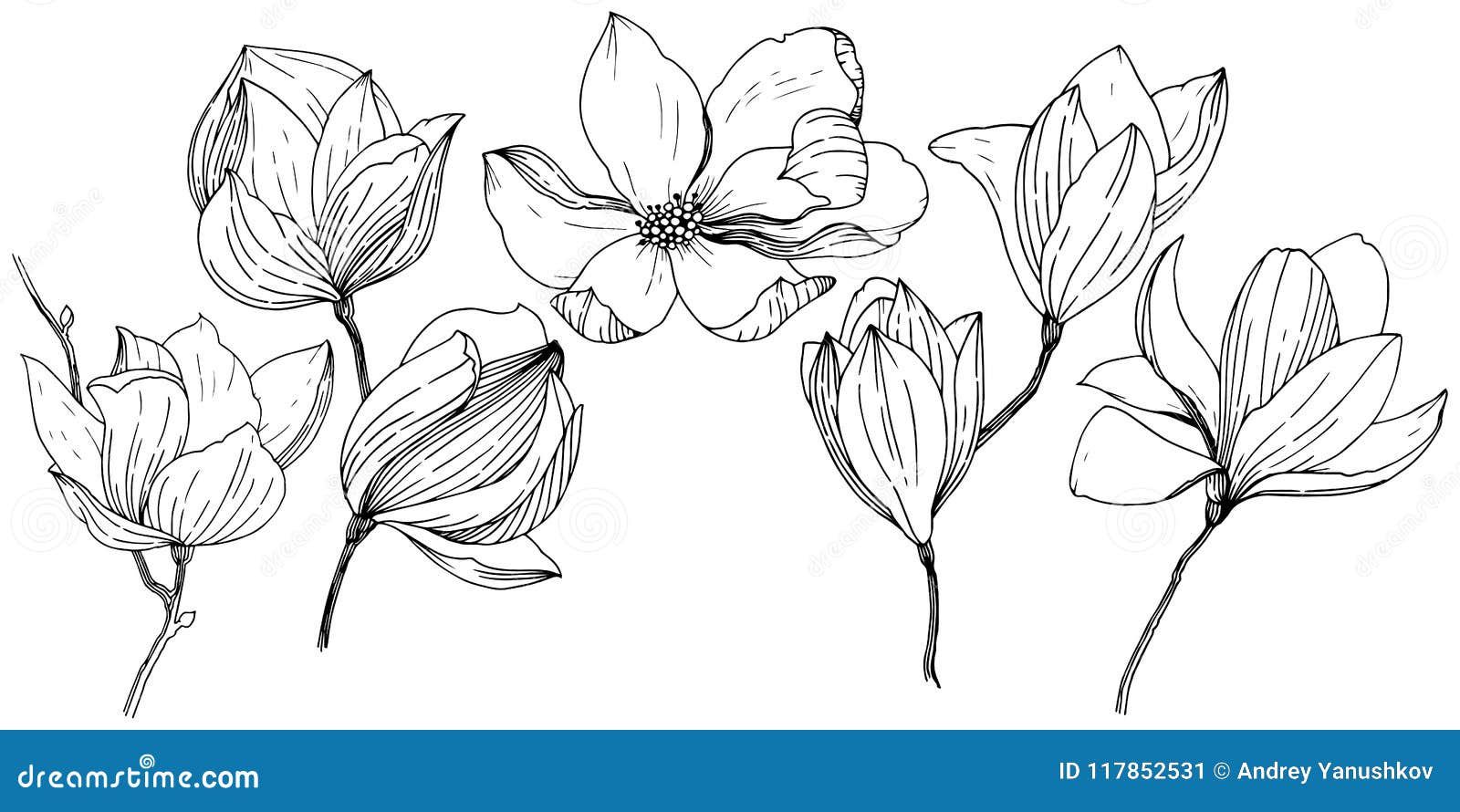 Magnolia In A Vector Style Isolated. 