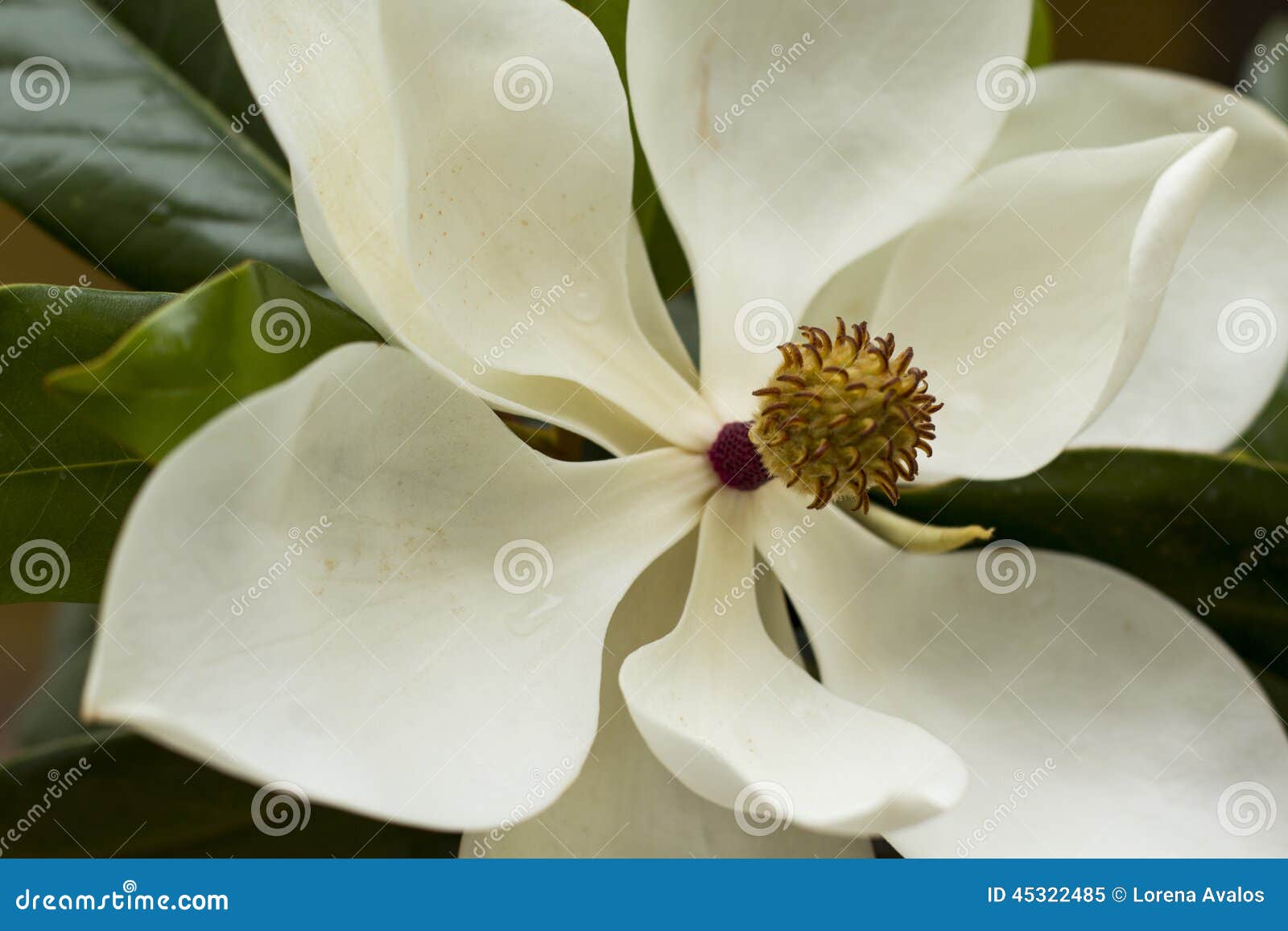 magnolia