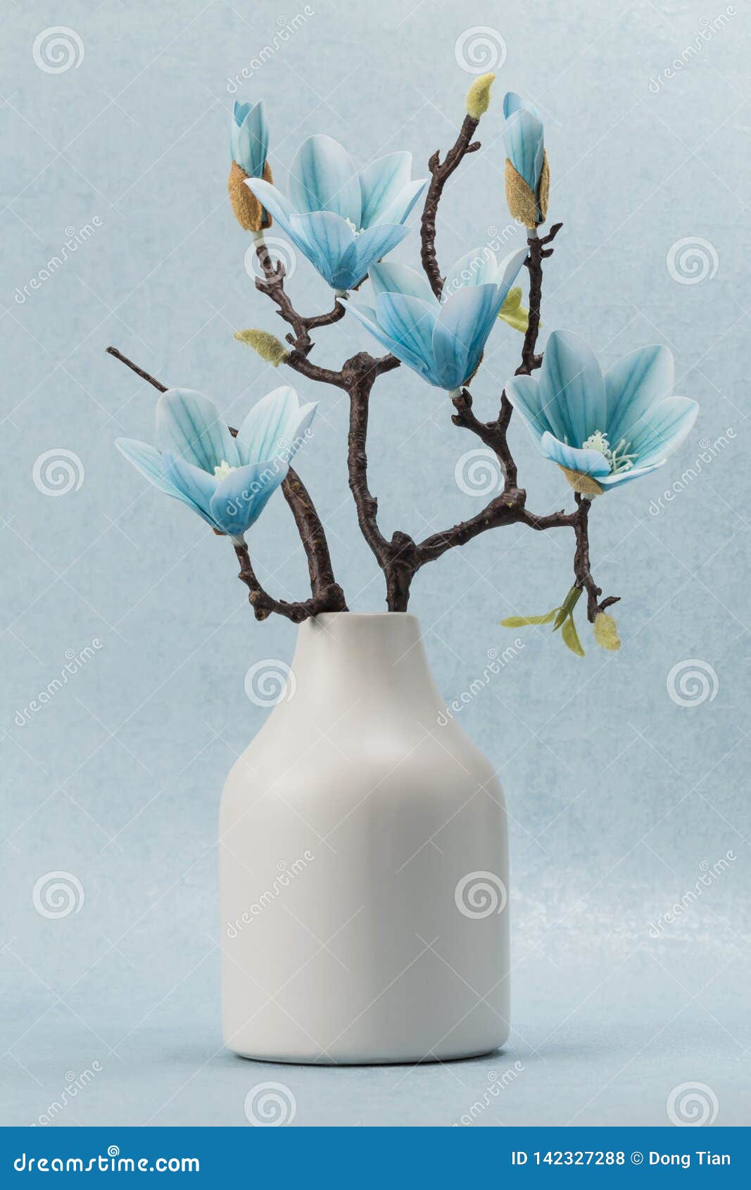 Blue magnolia stock photo. Image of decorations, spring 142327288