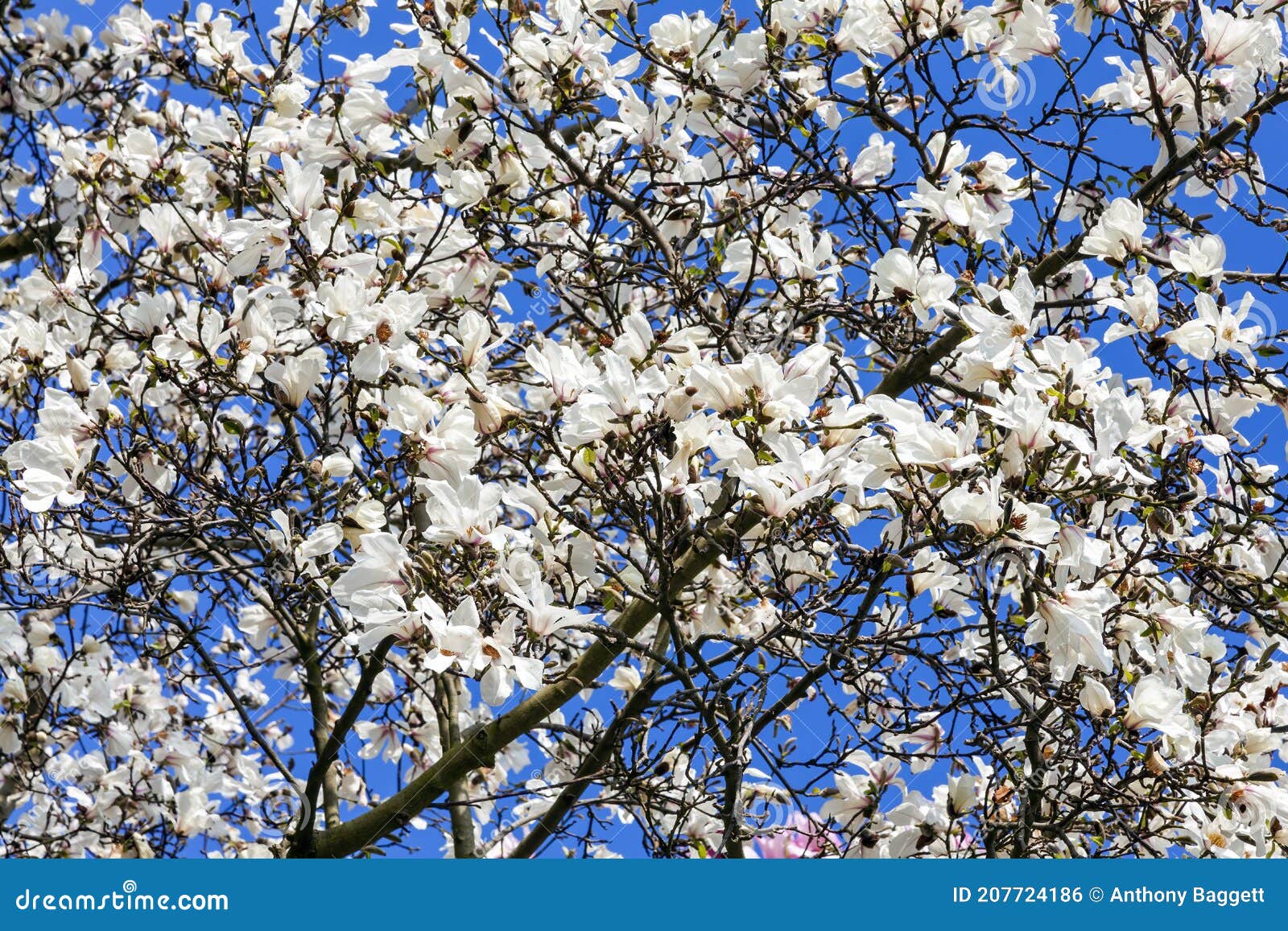 magnolia x kewensis `wada`s memory` blossom