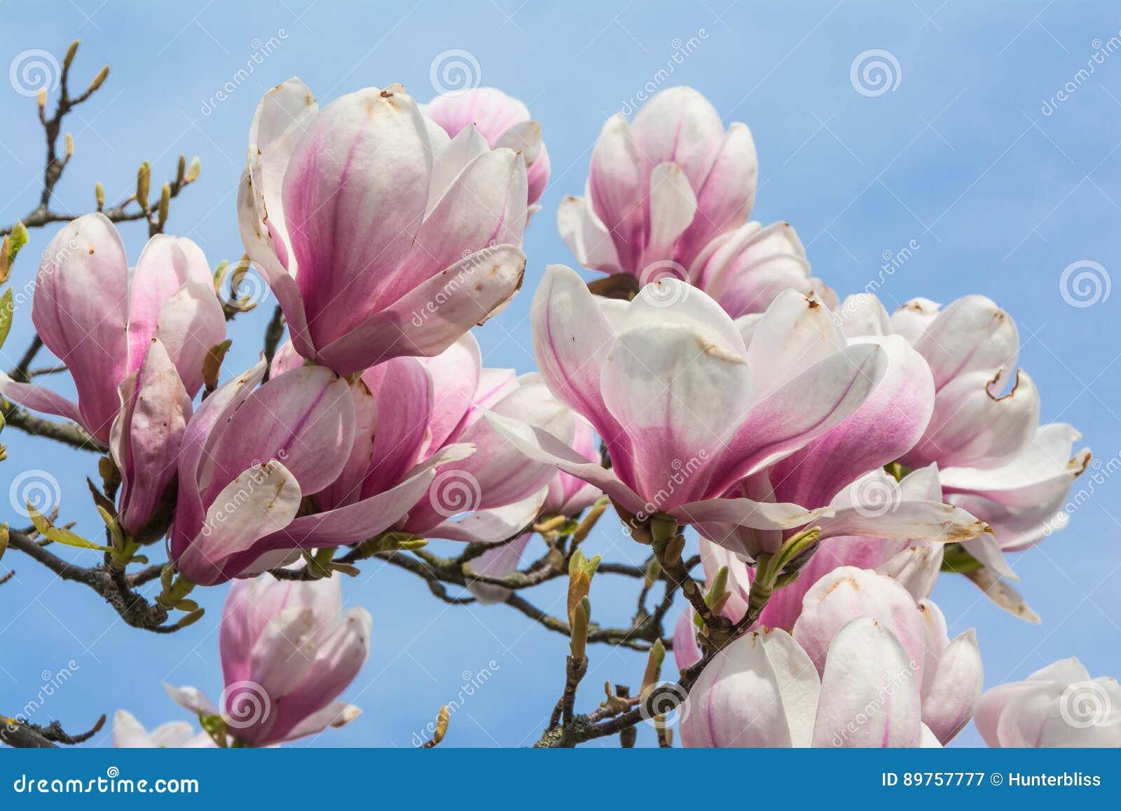 Magnolias Blooming on Blue Sky Background Beautiful Plants Real Stock ...