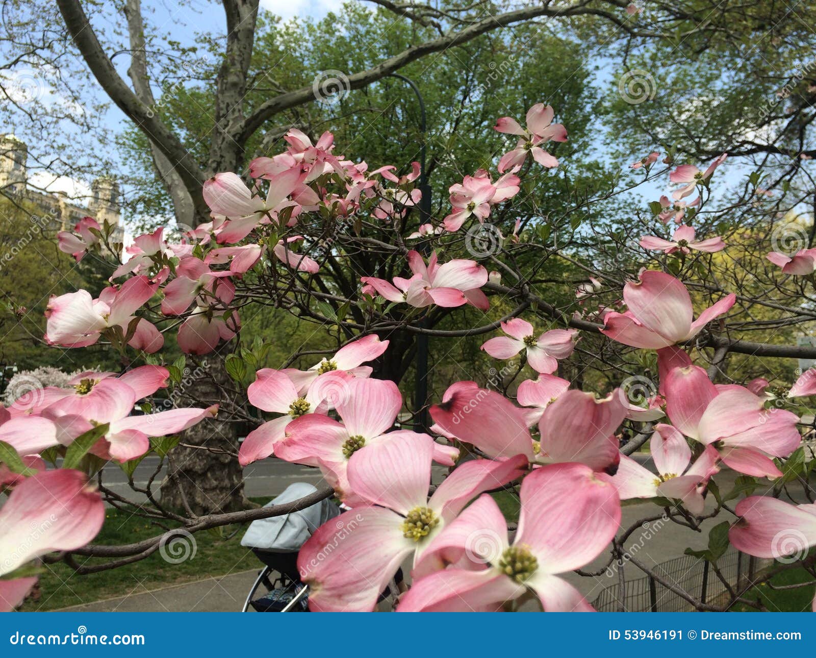 Magnolias stock image. Image of blooming, park, tree 53946191