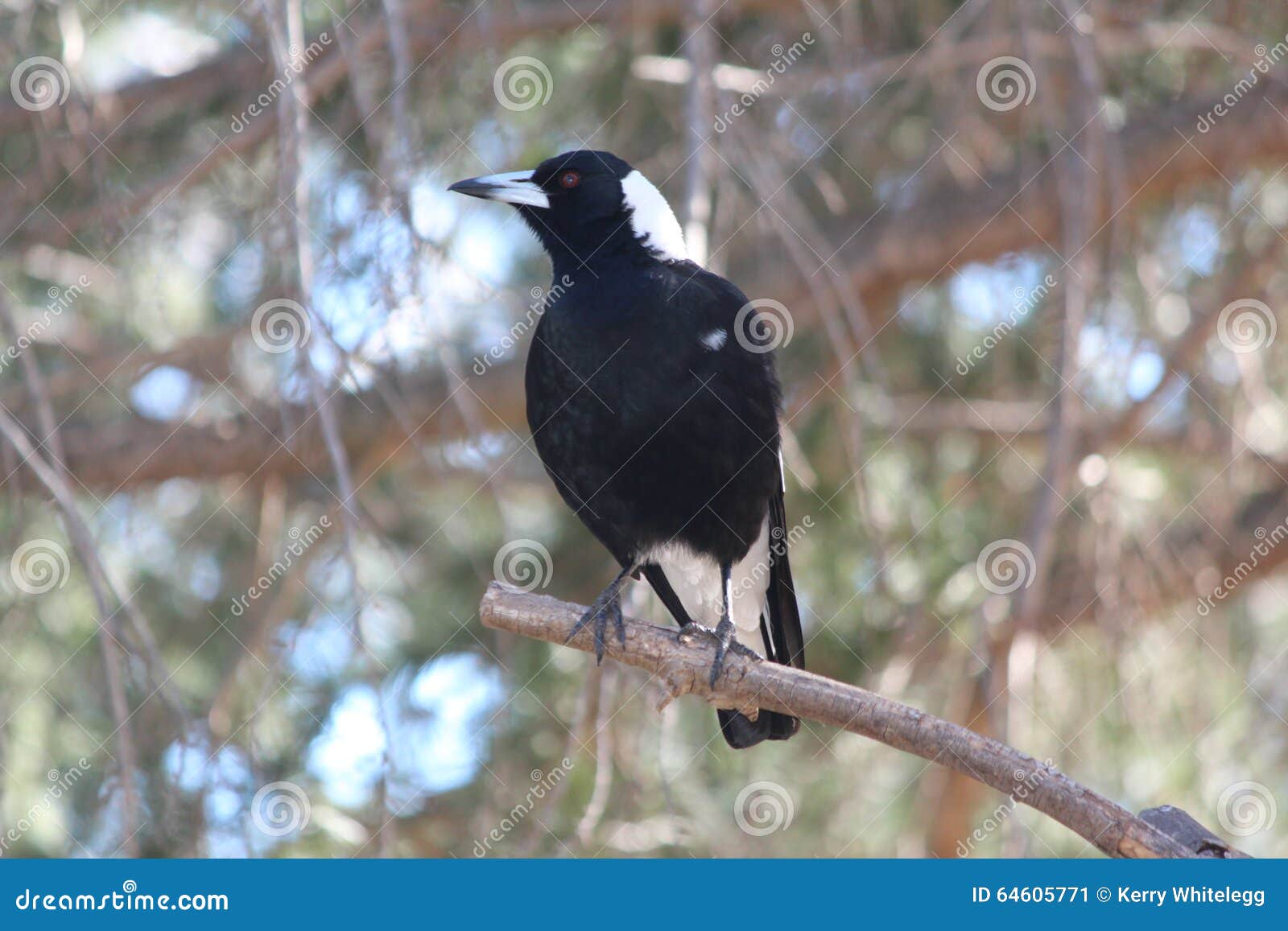 Magpie. Gazza sul ramo di albero, primo piano