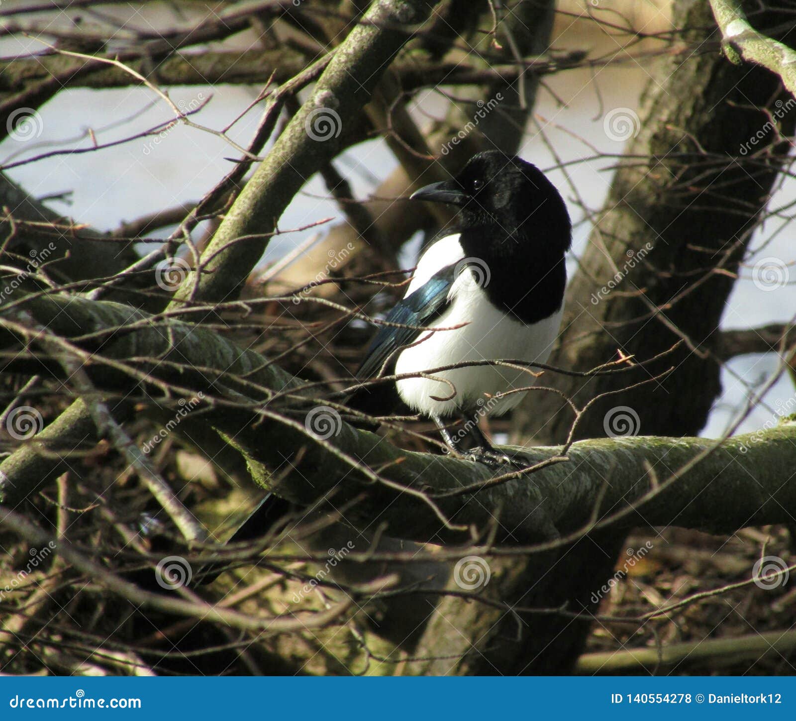 magpie on a branch with a river behind