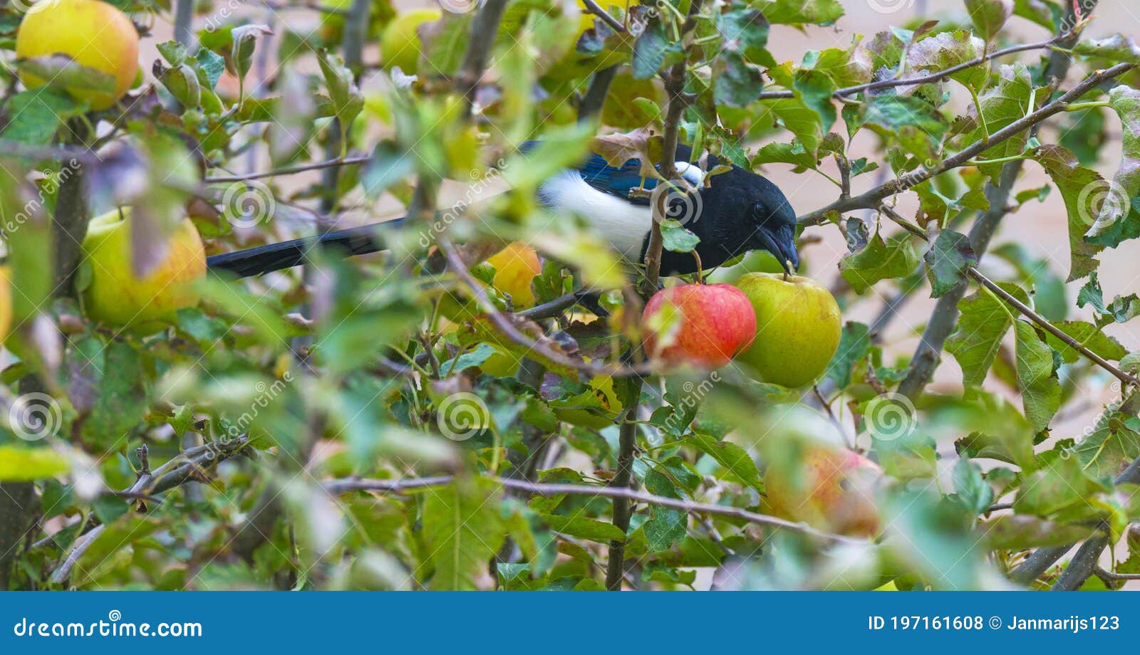 Magpie Eating an Apple in an Apple Tree in an Orchard in Sunlight in Autumn Stock Photo Image